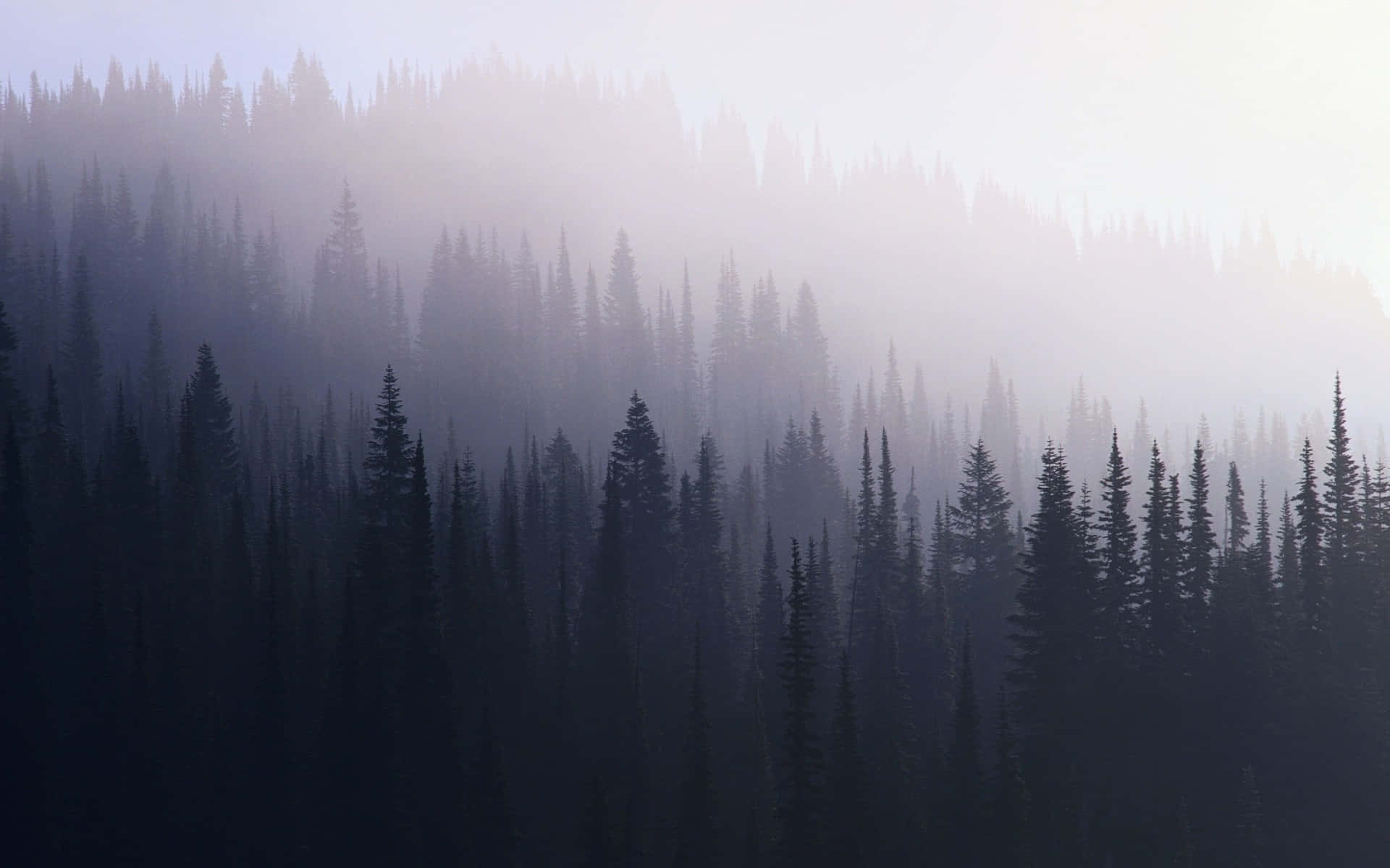 a mountain with trees in the fog