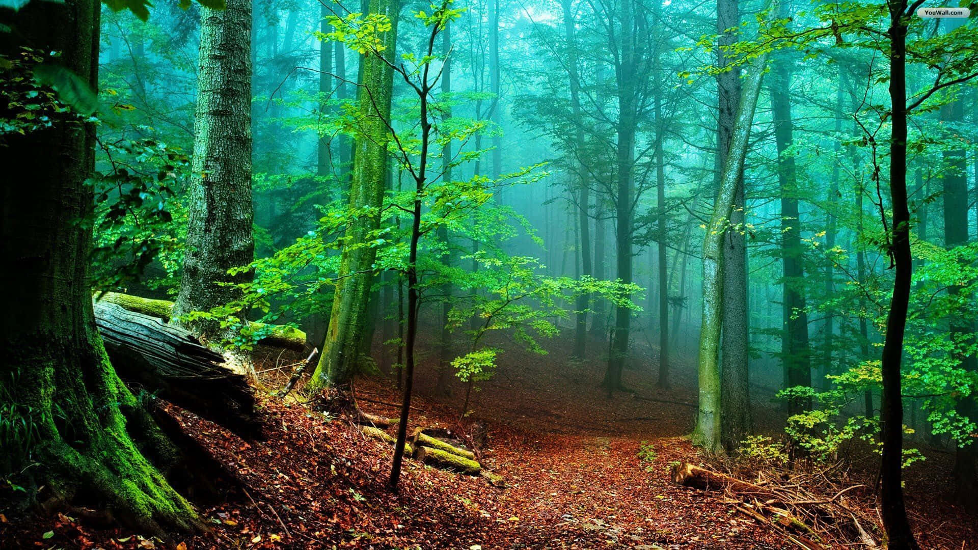 Einwald Mit Bäumen Und Einem Weg