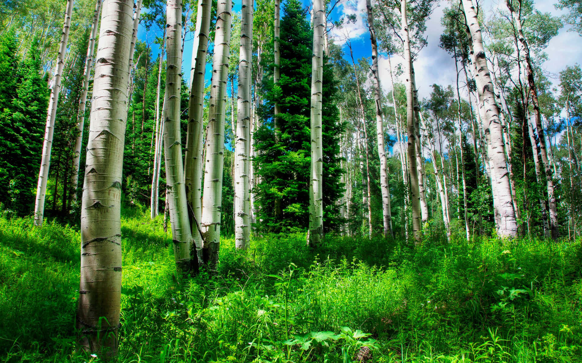 a forest of aspen trees