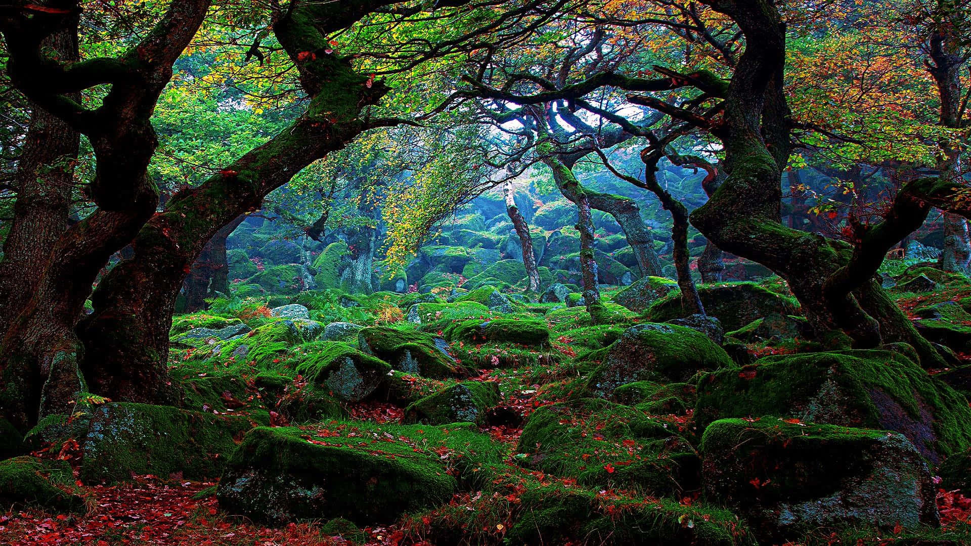 mossy trees in the forest
