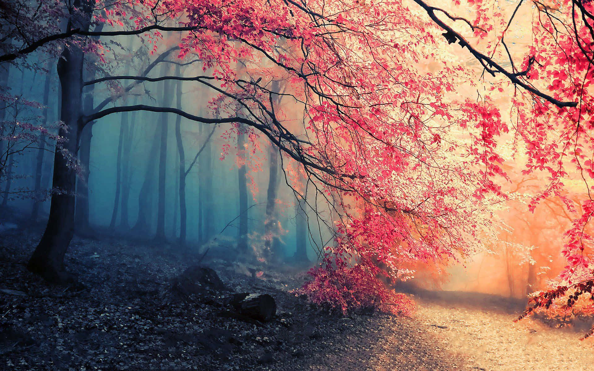 a red tree in the forest with a path