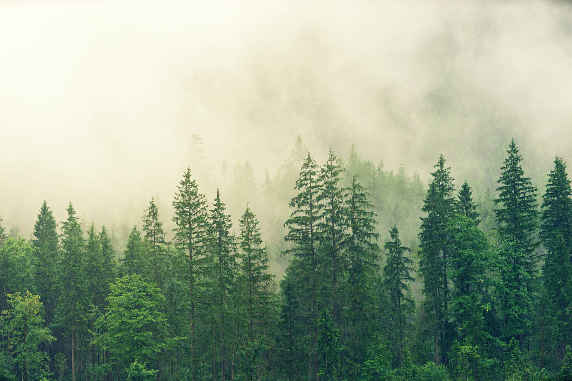 Forest Background Fog Wallpaper