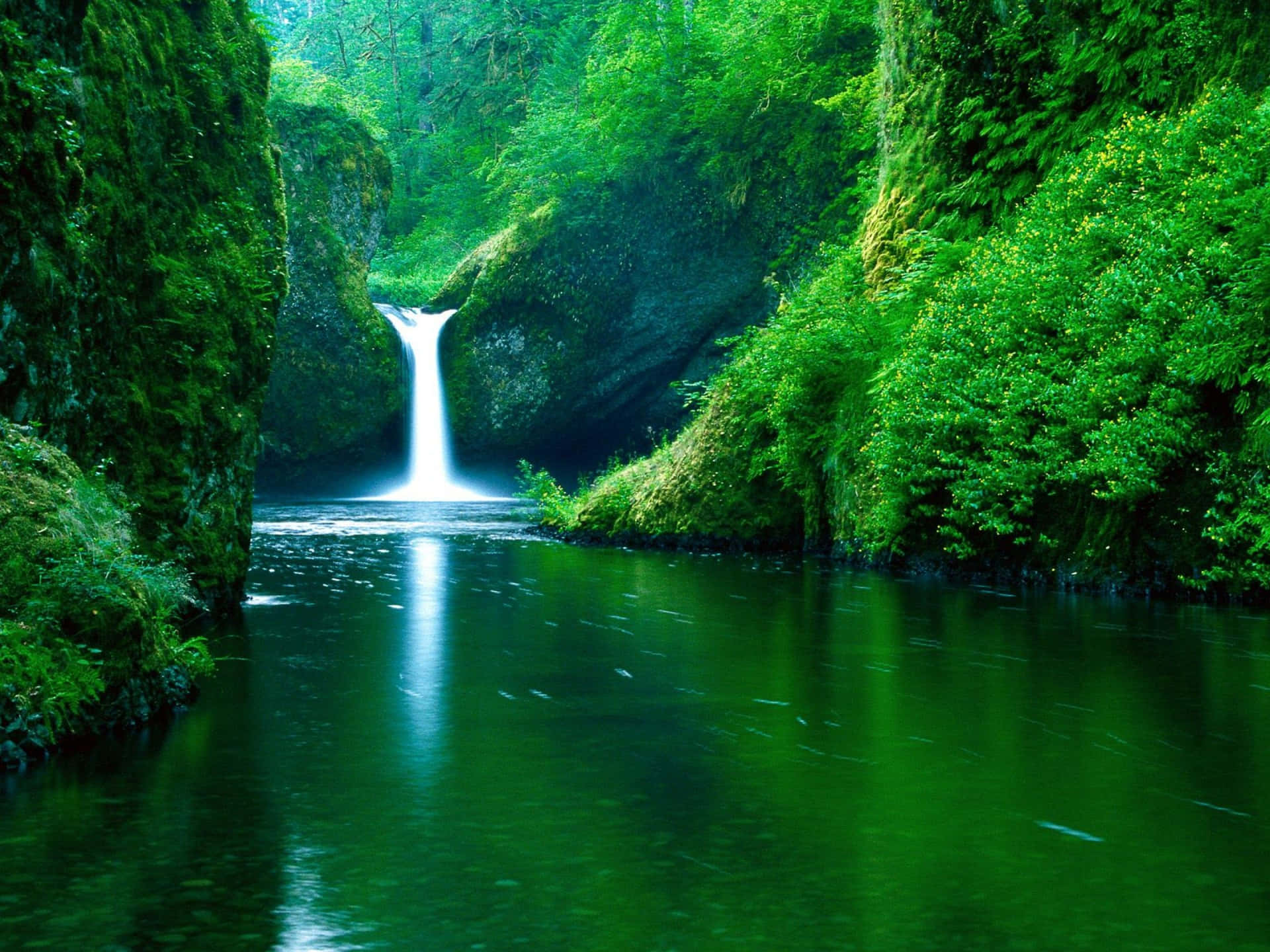 a waterfall in a green forest with a waterfall