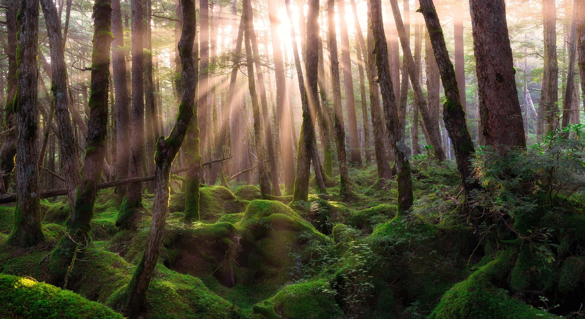 a forest with moss and sunlight shining through the trees