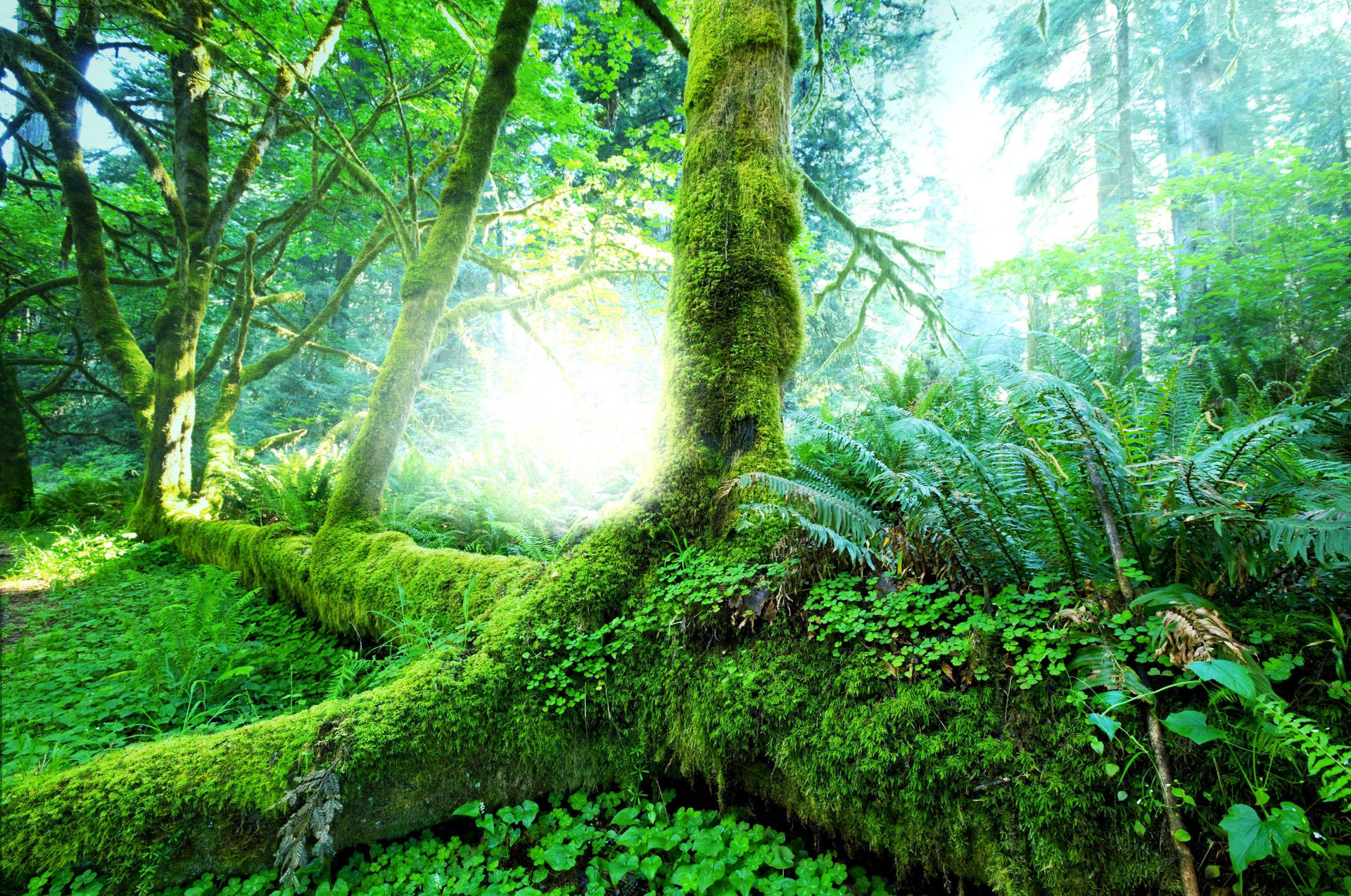 Forest Background Moss Wallpaper