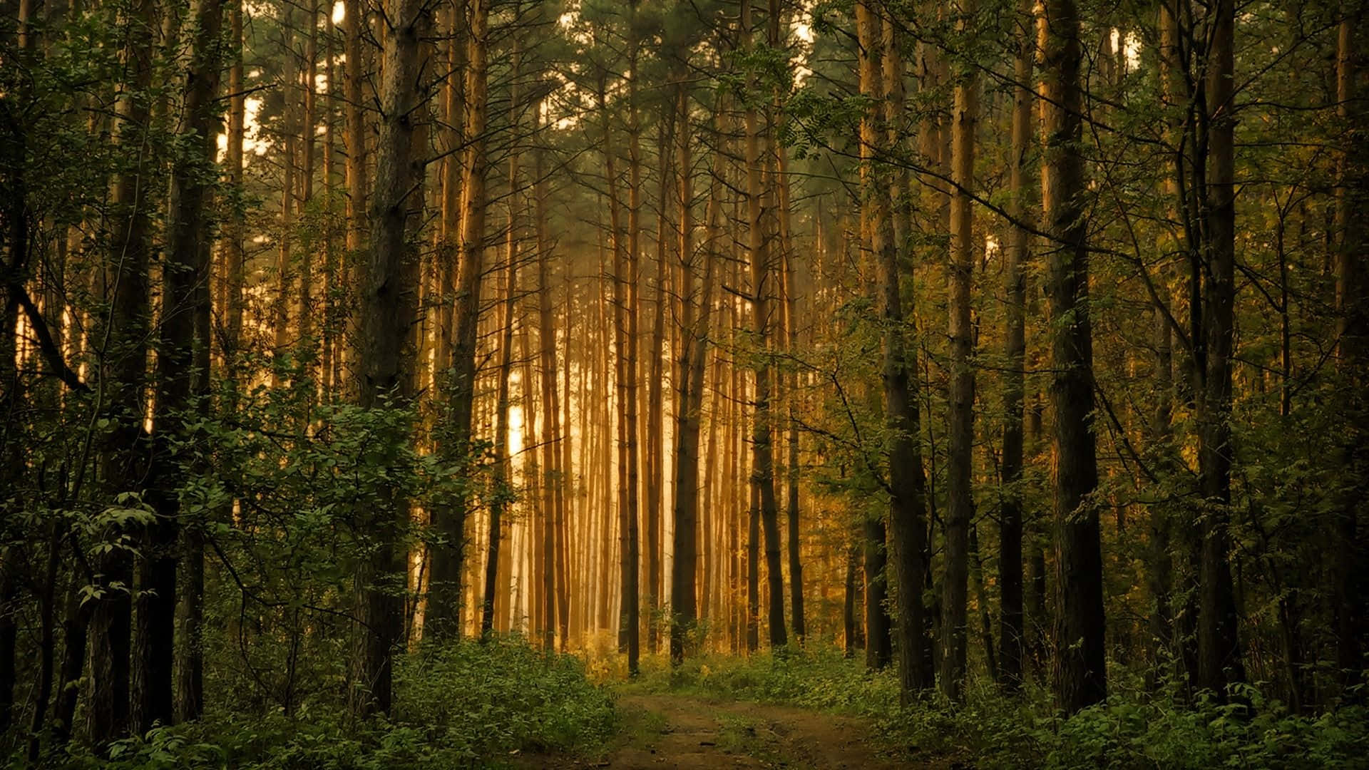 Uncamino De Tierra A Través De Un Bosque Con Árboles En El Fondo