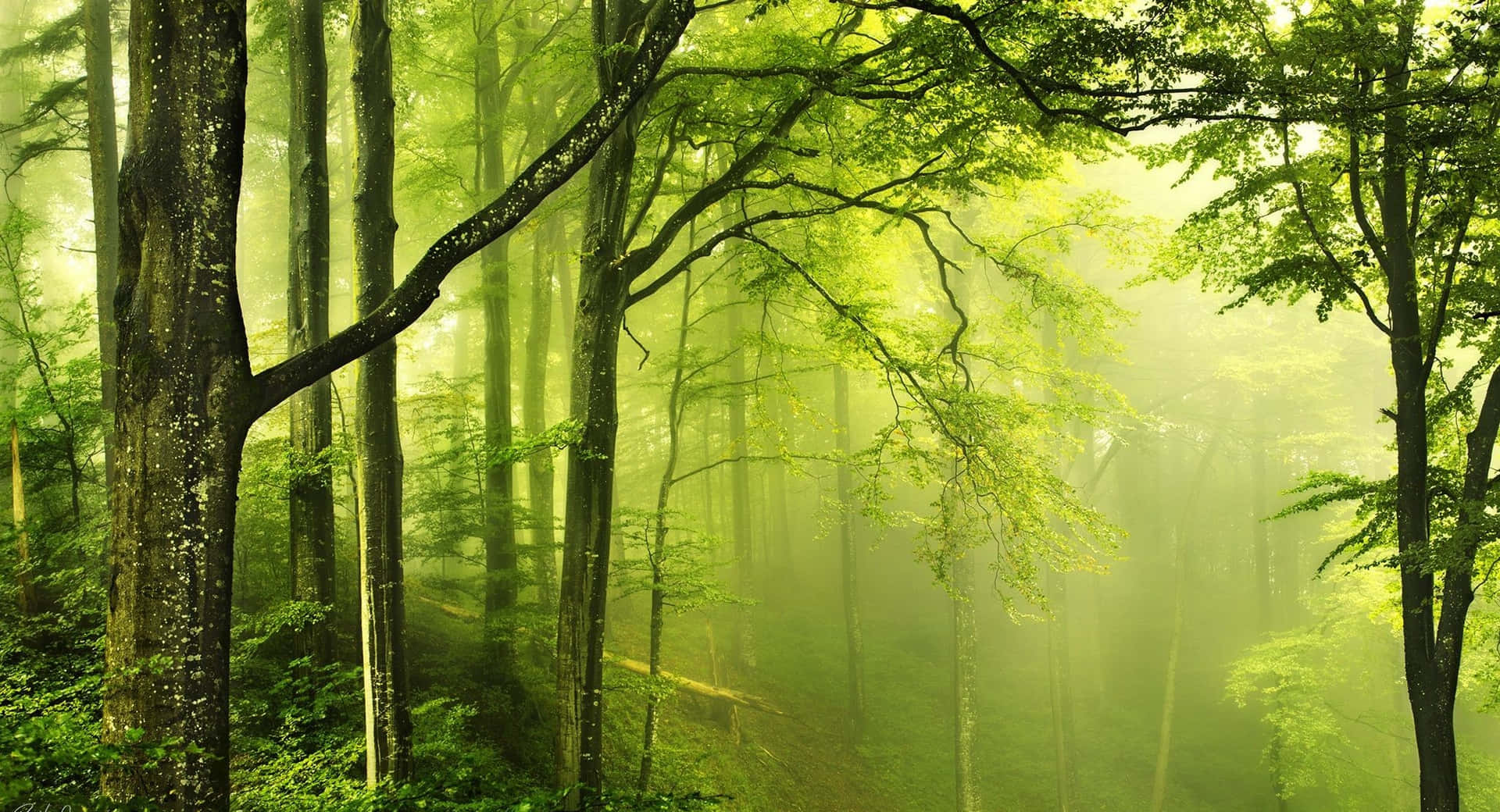 a green forest with trees and fog