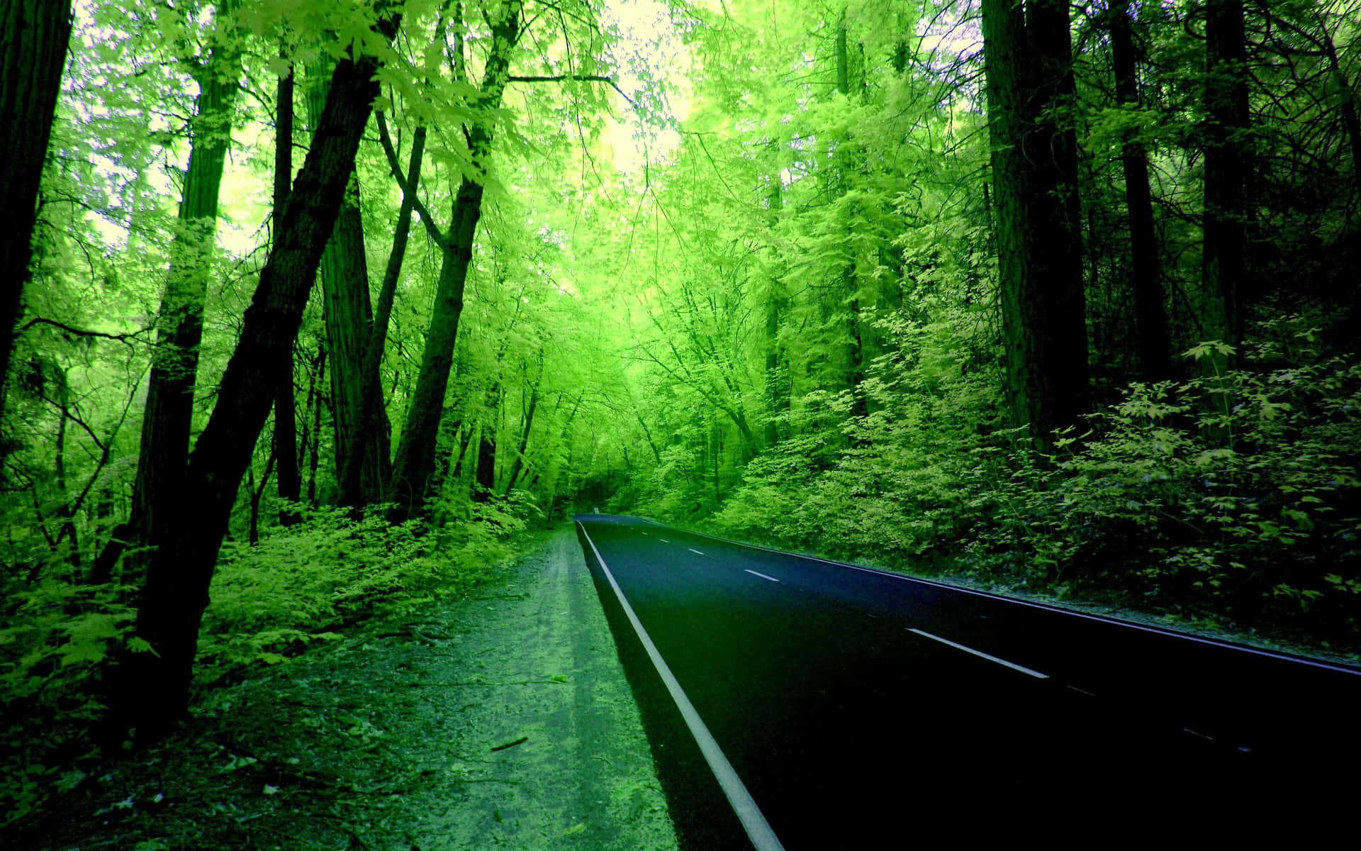 a road in the forest with green trees