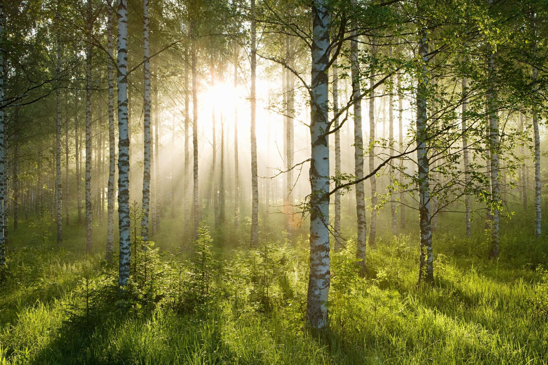 birch forest with sun rays shining through the trees