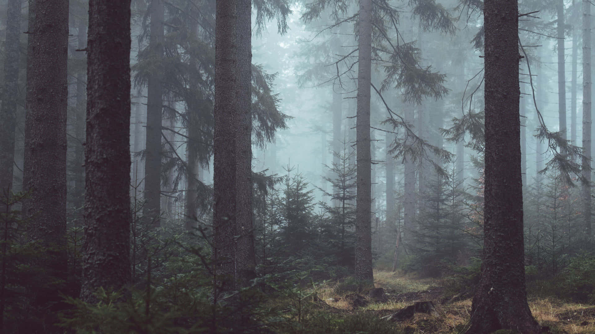 a foggy forest with trees and a path