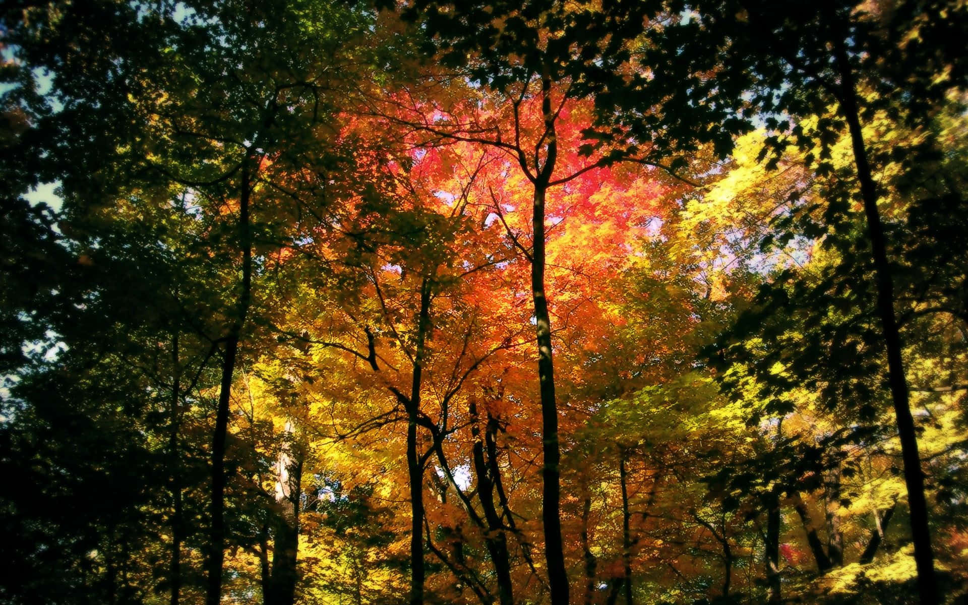 a forest with colorful trees and a bright sun