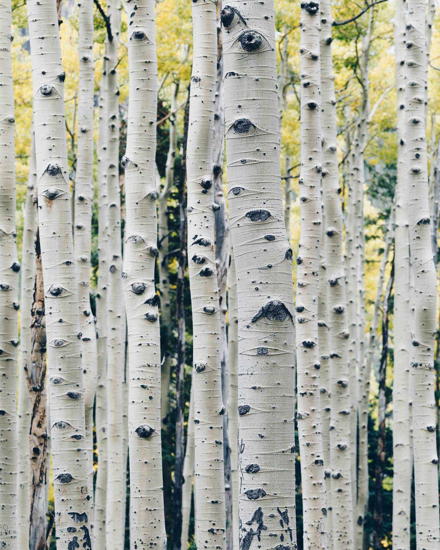 Birch trees with gray stems in forest wallpaper.