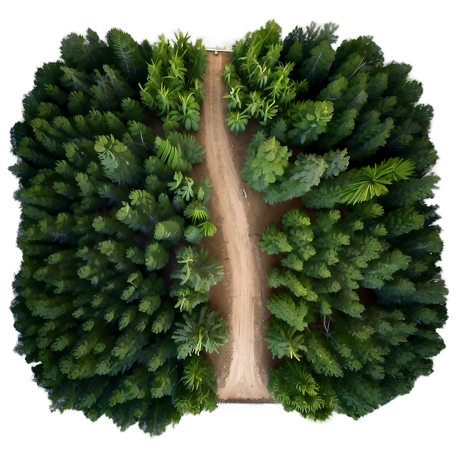 Forest Bird's Eye View Png Cvb39 PNG