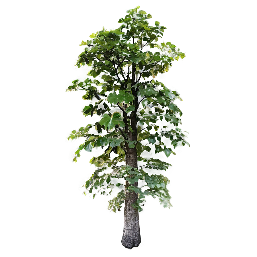 Forest Canopy From Below Png Dab60 PNG