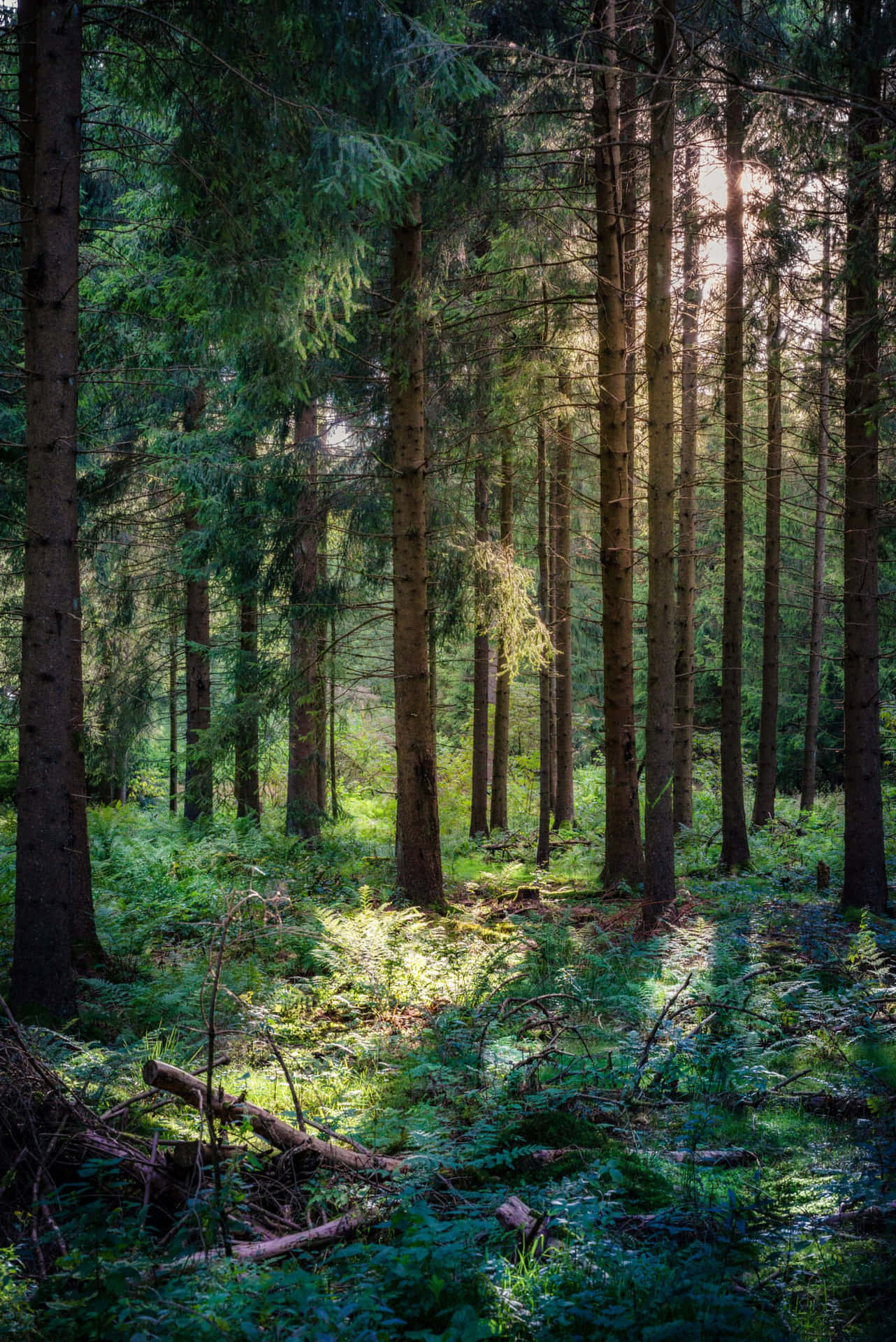 Zachte Zonnestralen Doorbreken Lush Forest Canopy. Achtergrond