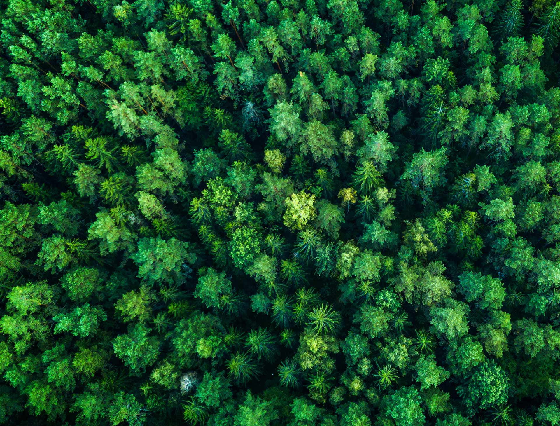 Aerial View of Dense Forest Wallpaper