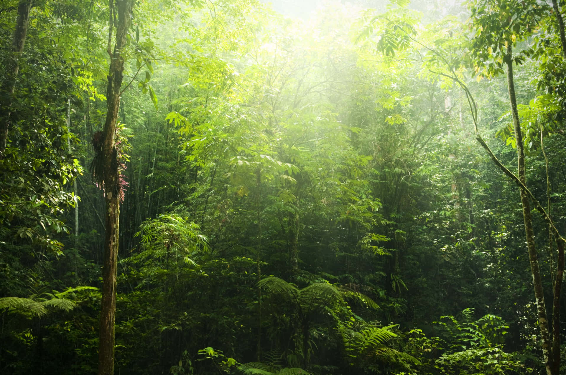 Protecting Our Forests for a Sustainable Future Wallpaper