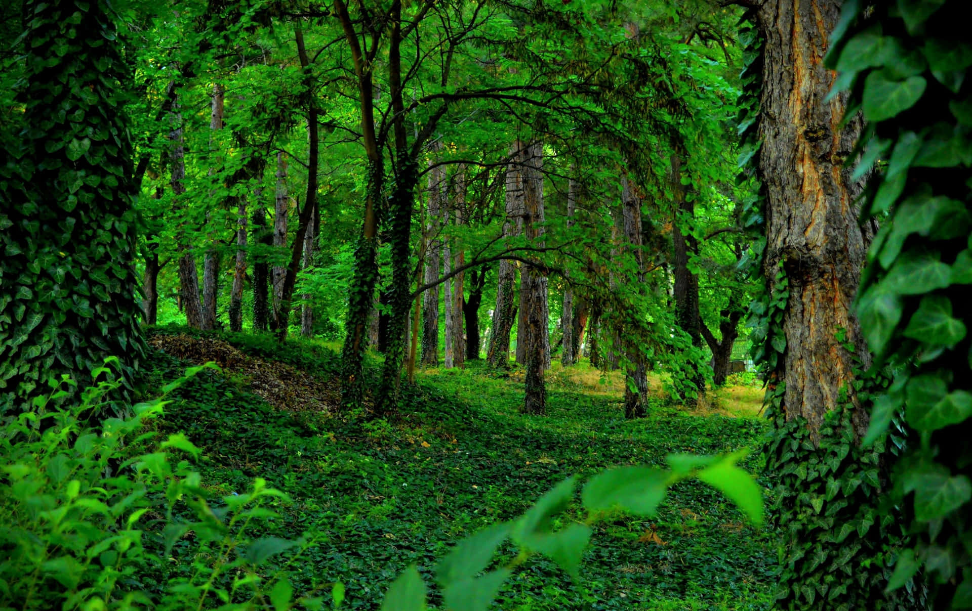 Beautiful Green Forest with Sunlight Peeking Through Trees Wallpaper