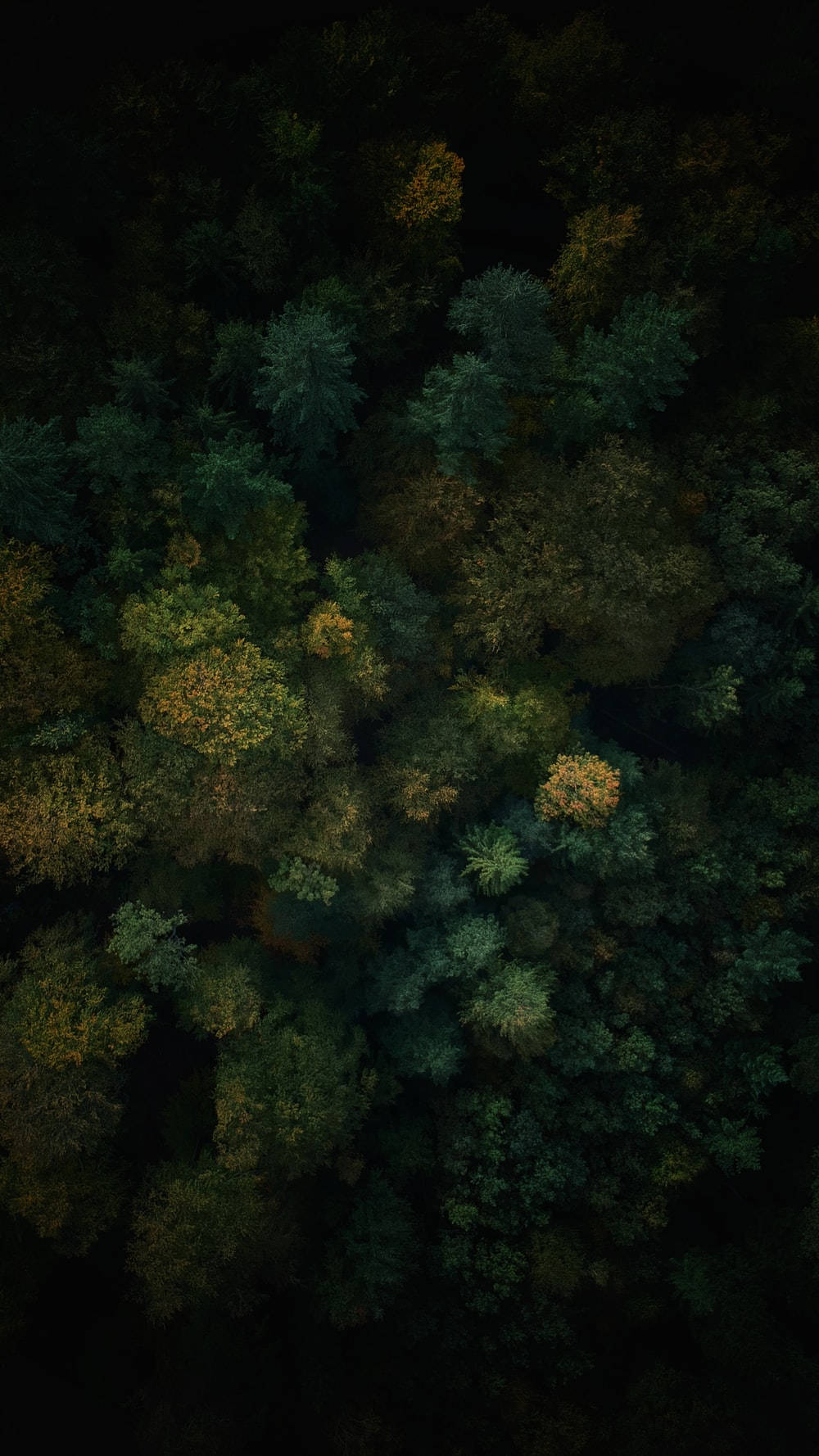Forest Cool Lock Screen Wallpaper
