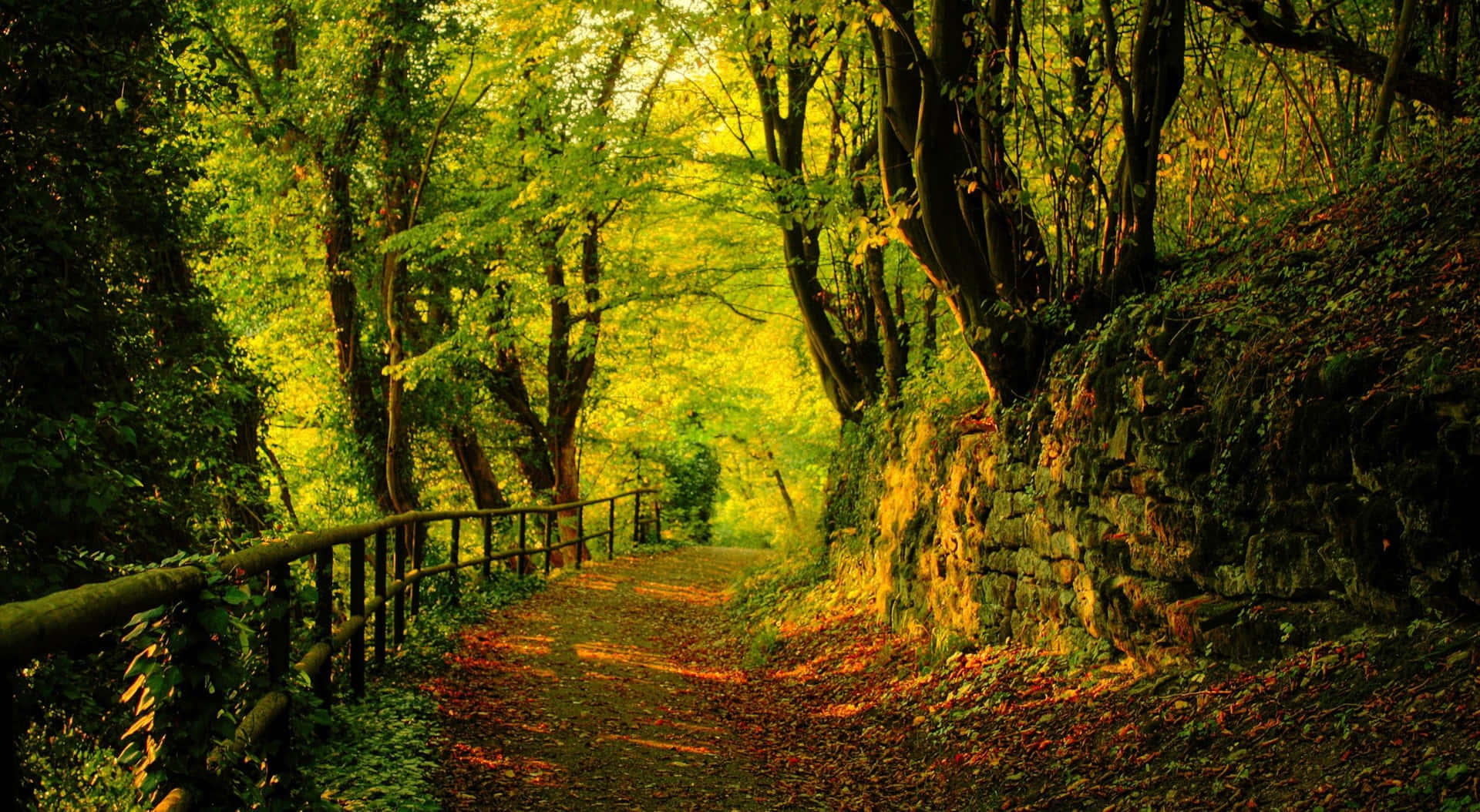 Explore a magical forest with Forest Desktop Wallpaper