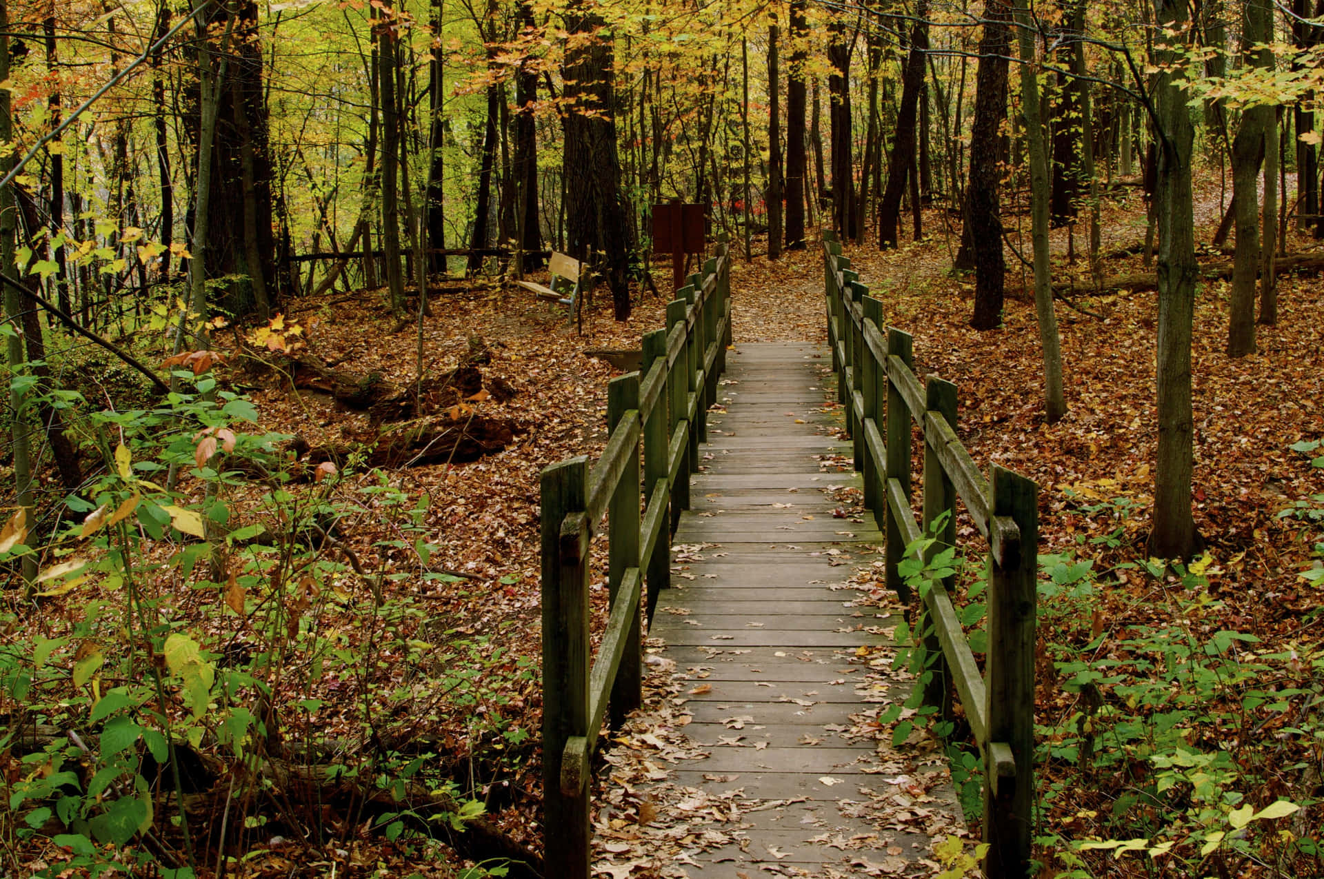 Sfondodesktop: Ponte Nella Foresta D'autunno Sfondo