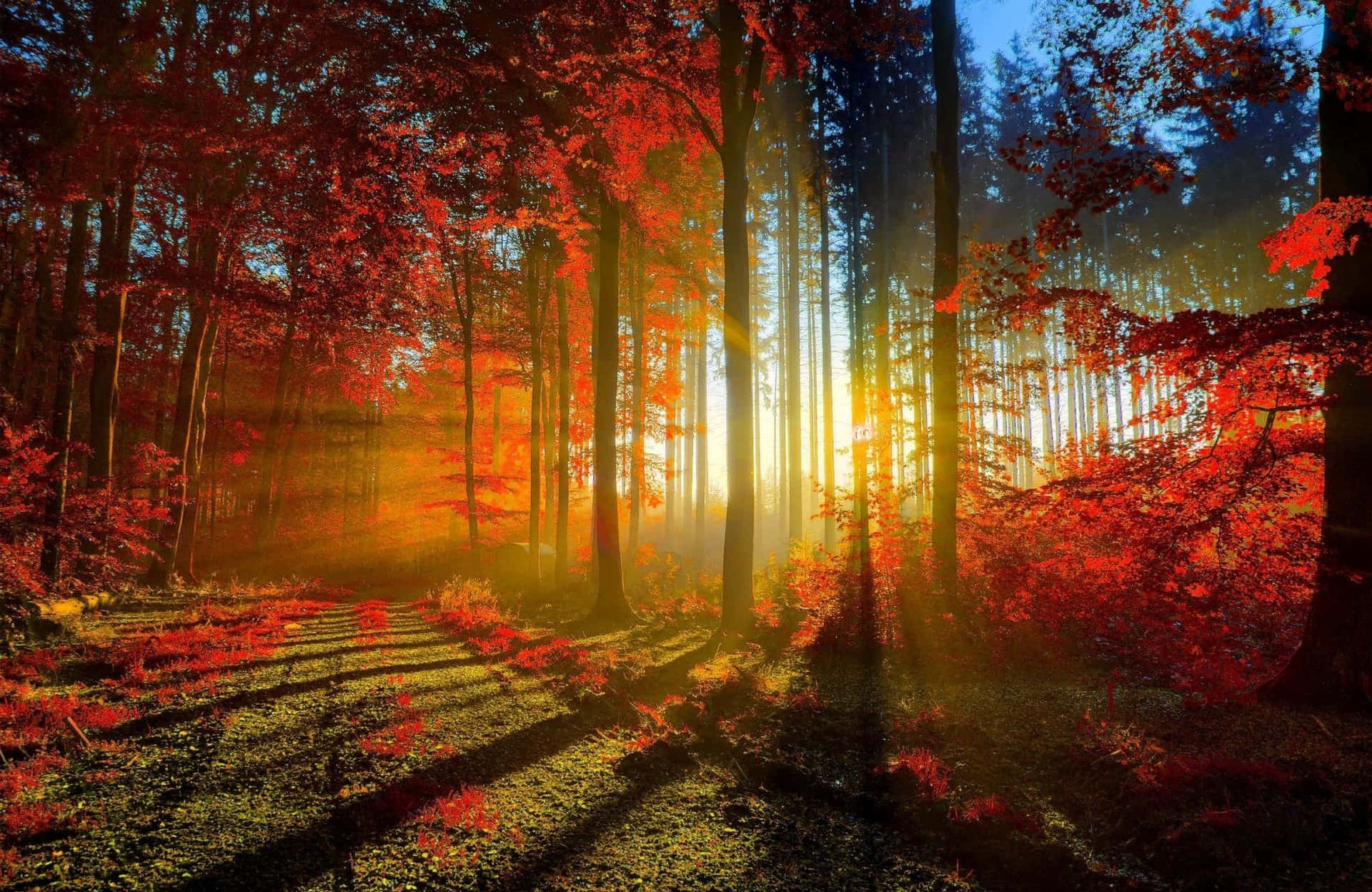 Atmedie Schönheit Der Natur Ein Mit Diesem Beruhigenden Wald-desktop-hintergrundbild. Wallpaper
