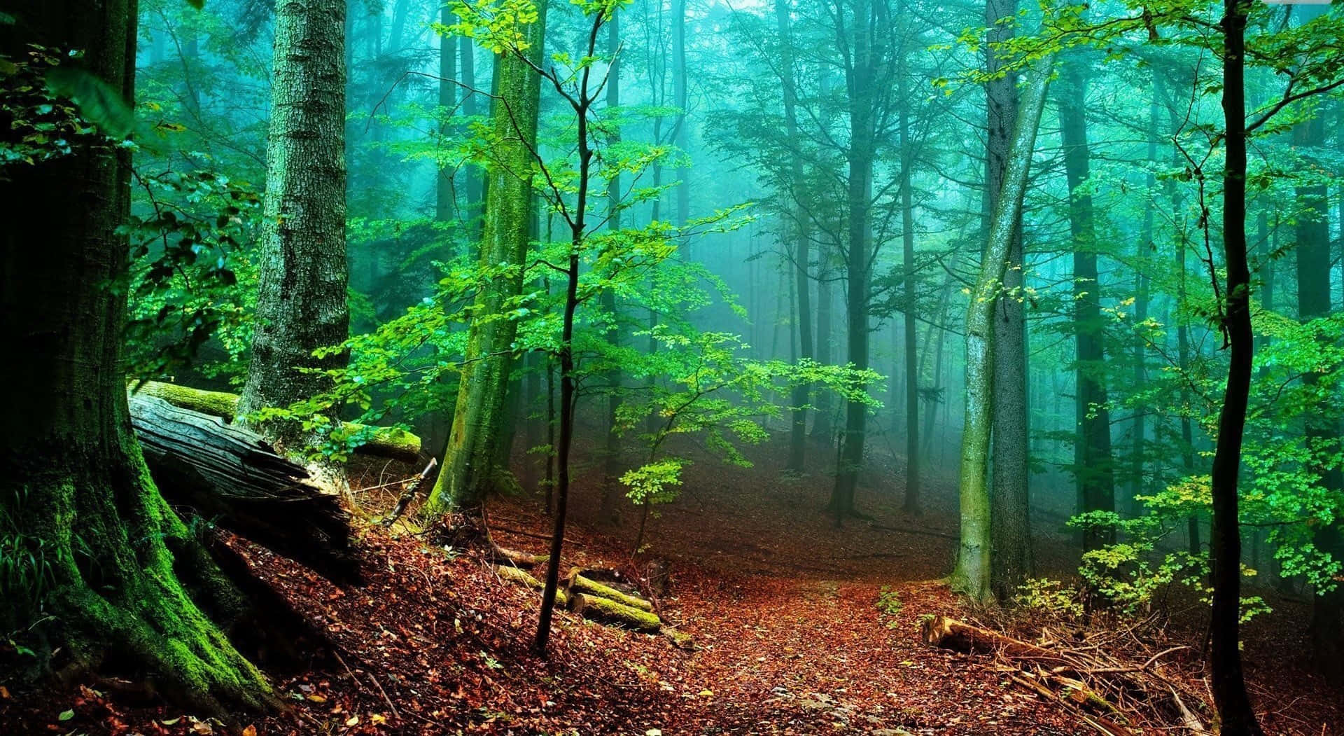 Bosqueexuberante Y Verde; Una Vista De La Belleza De La Naturaleza. Fondo de pantalla