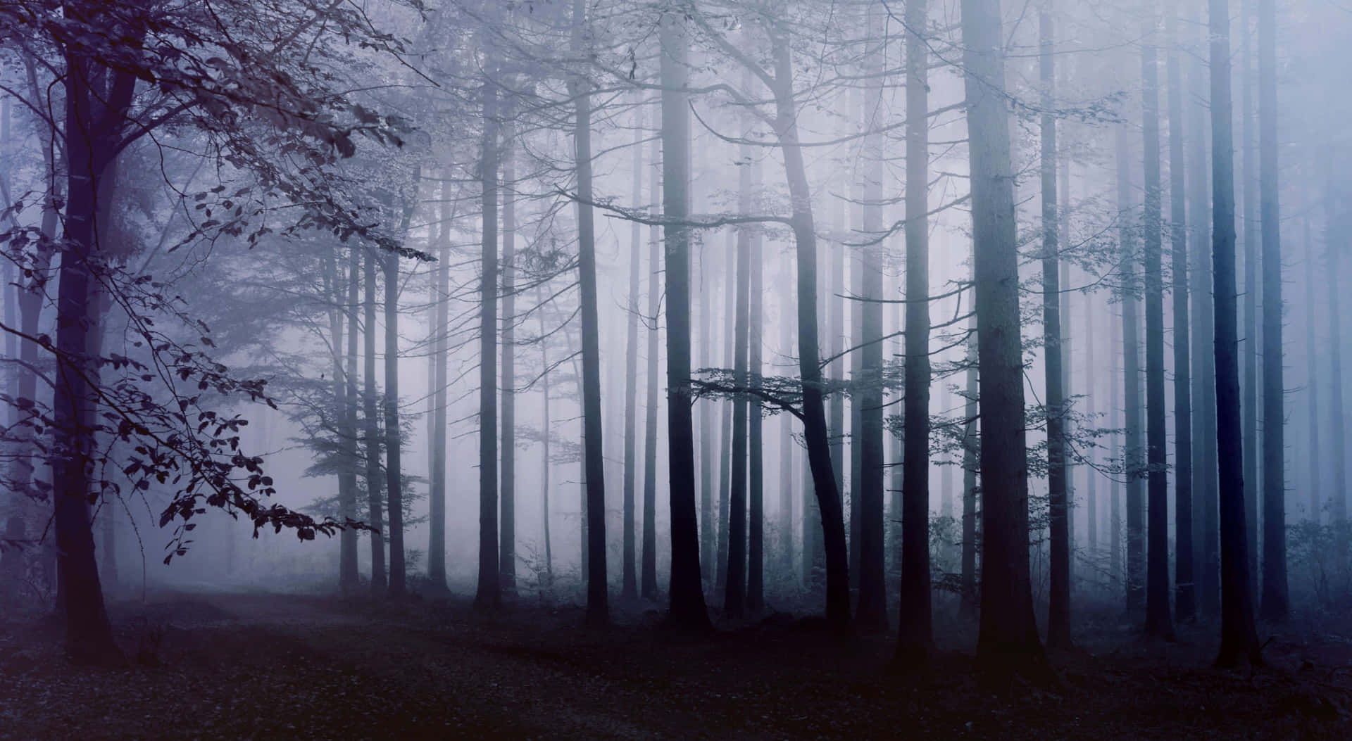 Mysterious And Foggy Forest Desktop Wallpaper