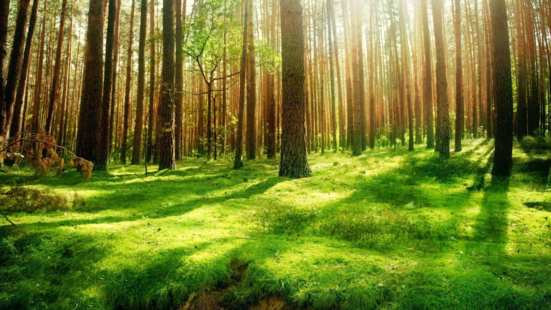 En klar, isoleret natur scene af en enkelt træ og græsplæne i et fredeligt skovområde. Wallpaper