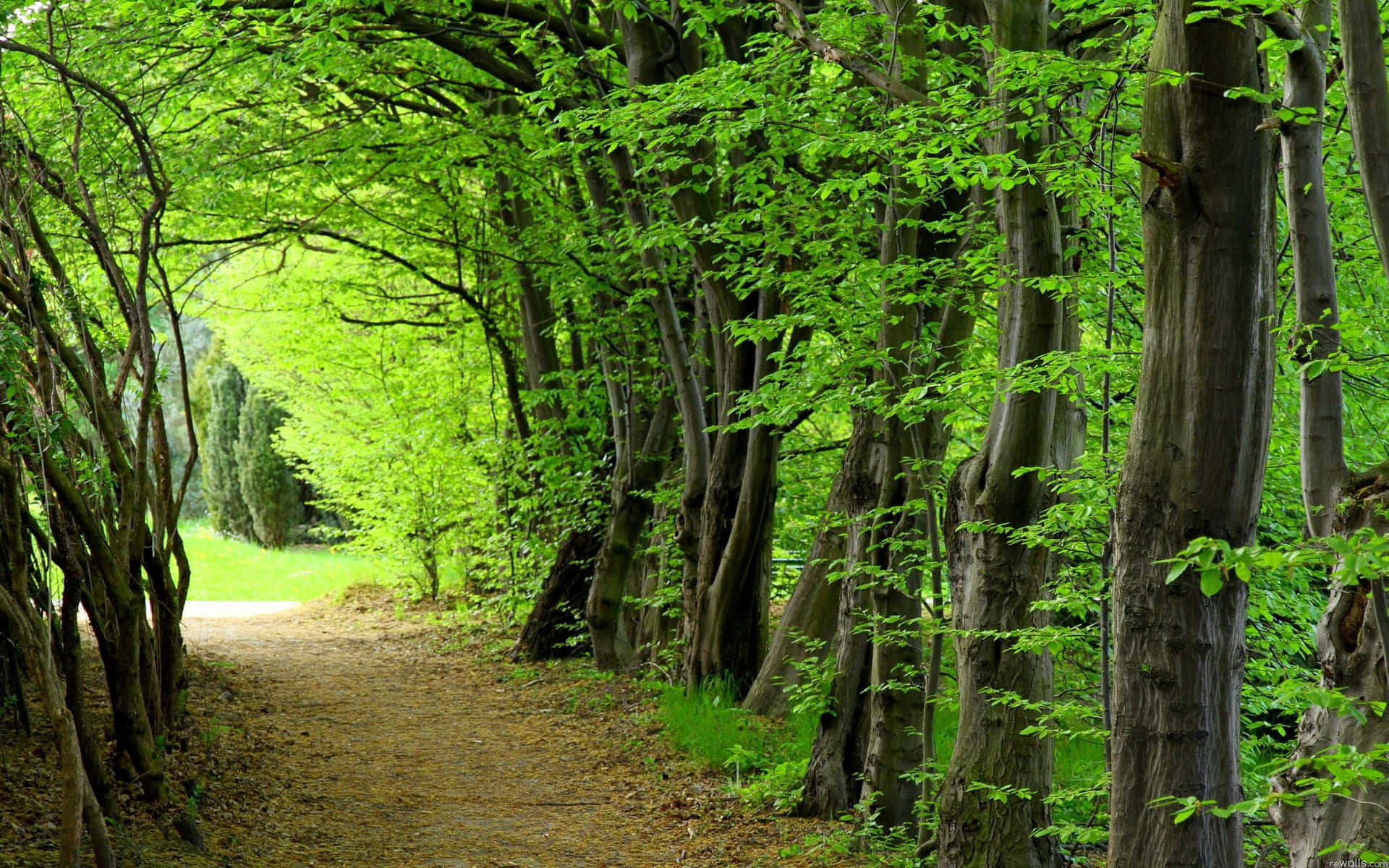A Path Through A Forest Wallpaper