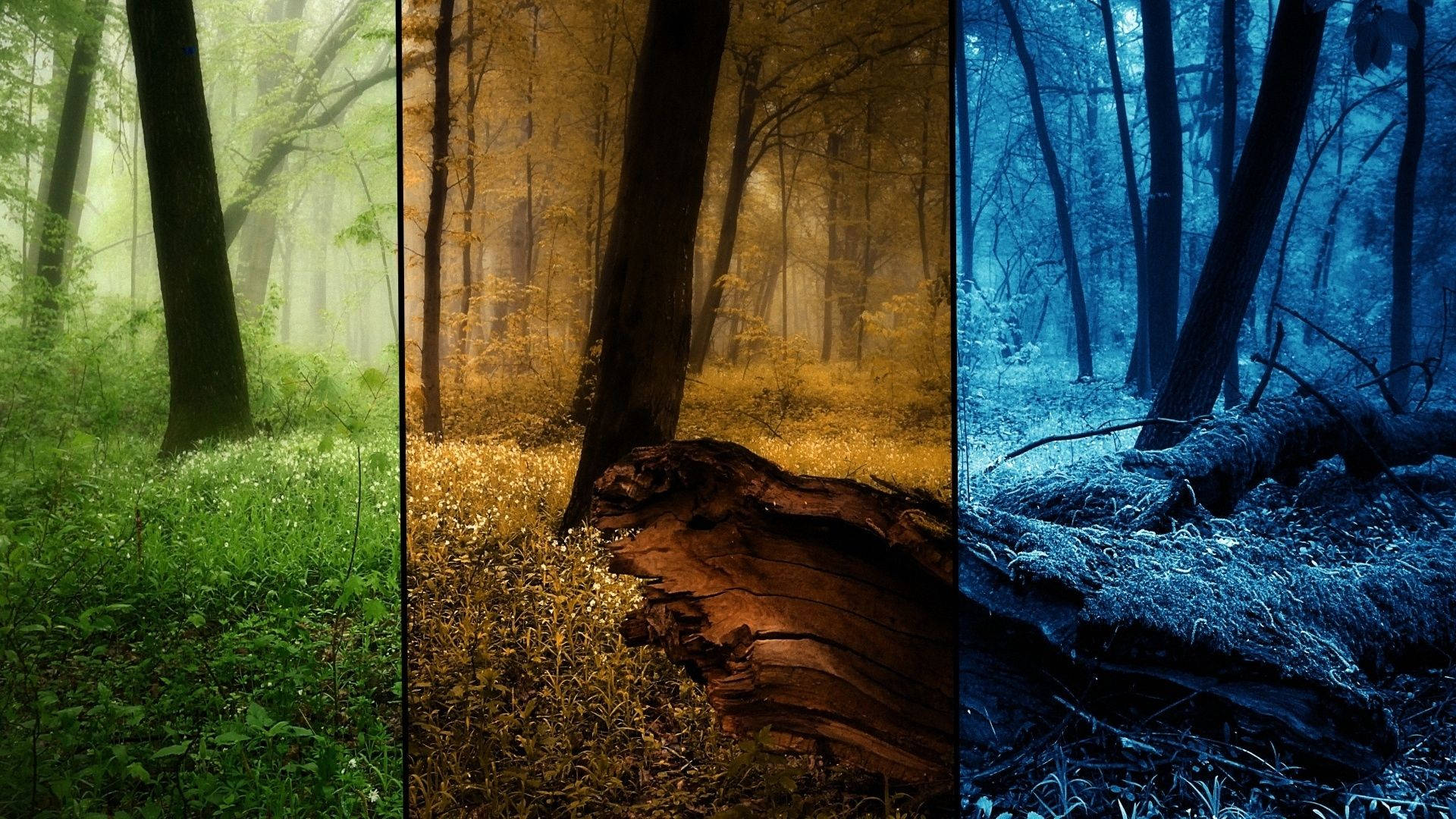 Forest During Seasons Wallpaper