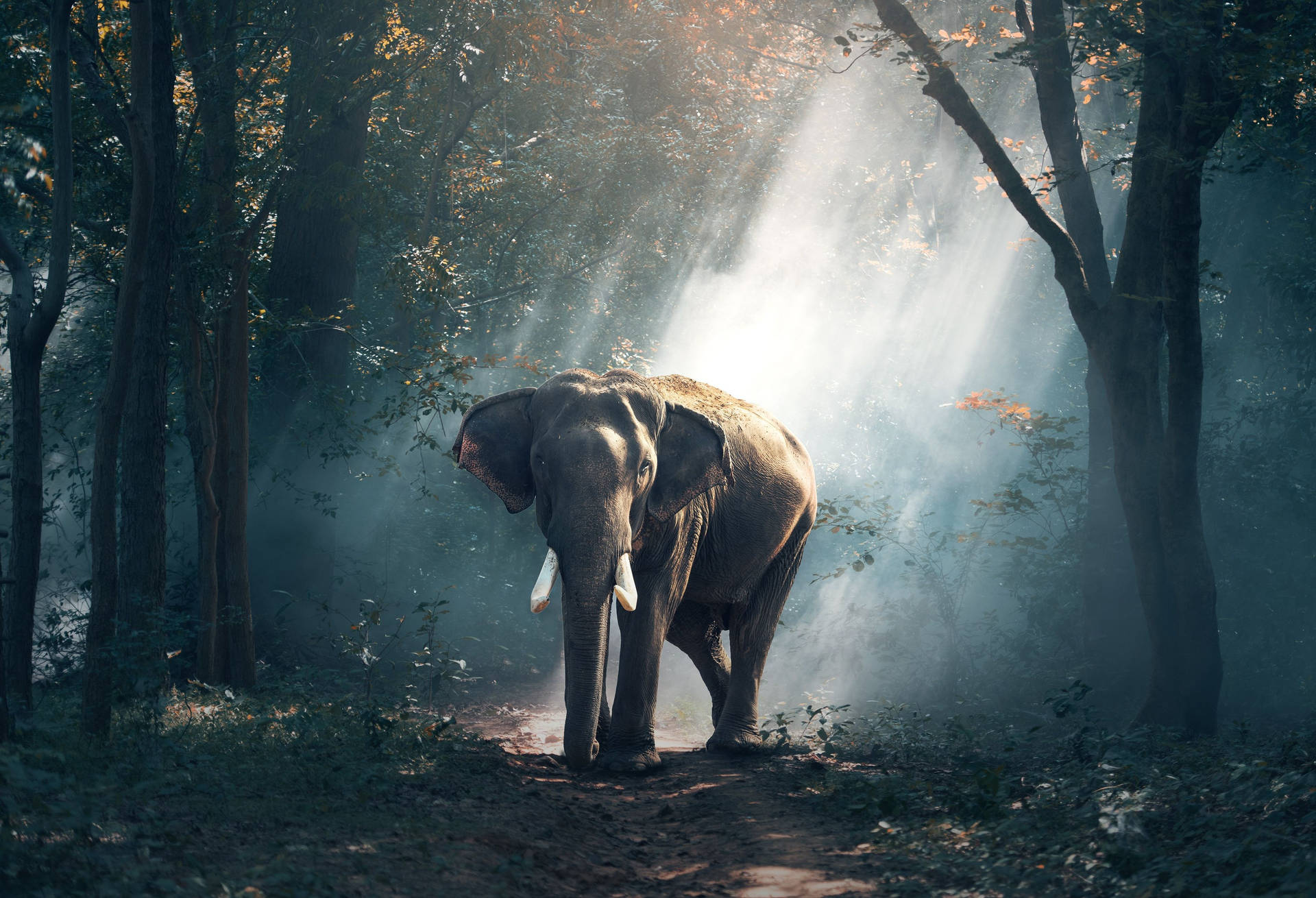 Forest Elephant Smoky Sunlight Wallpaper