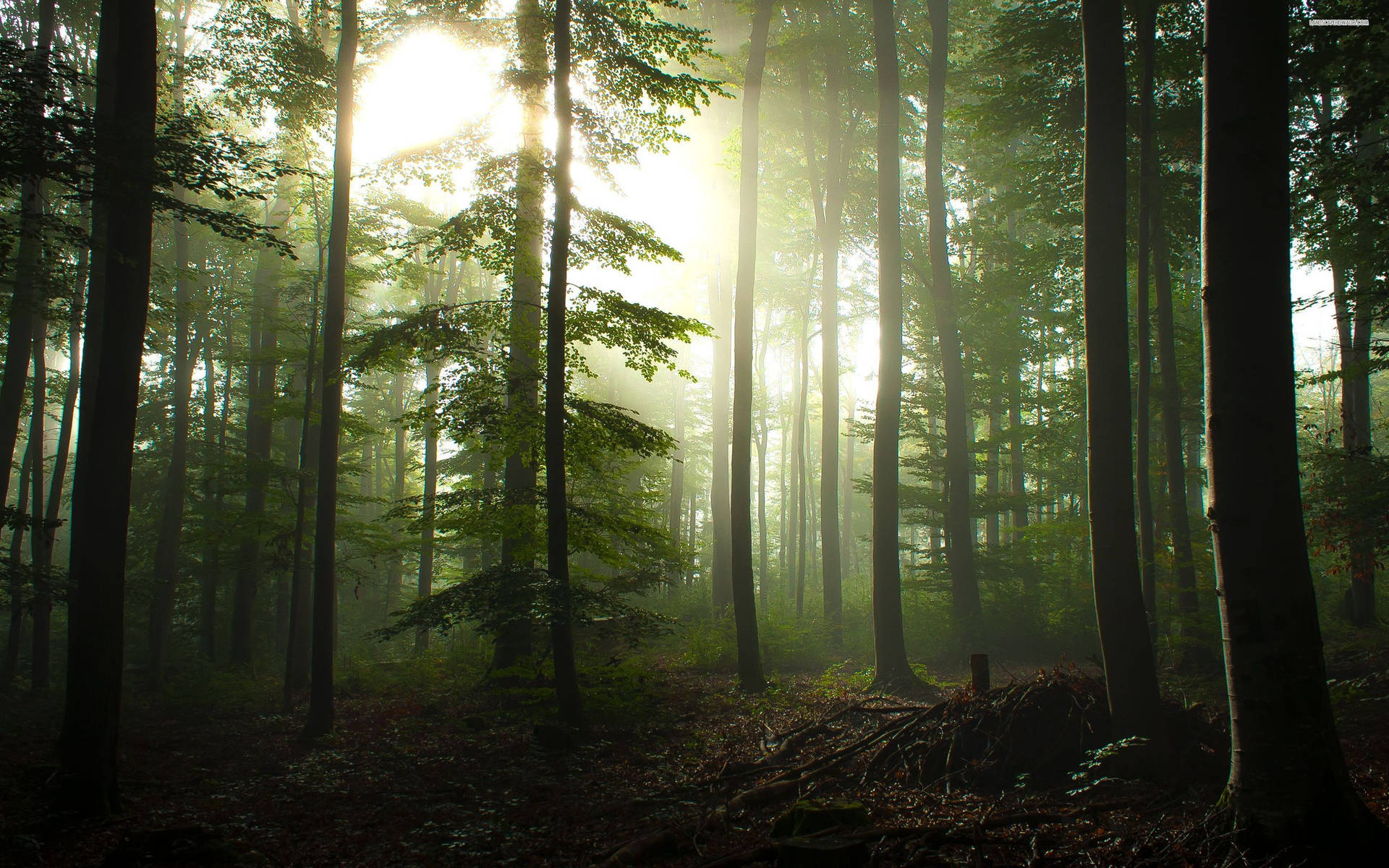359 Forest Wallpapers & Backgrounds For