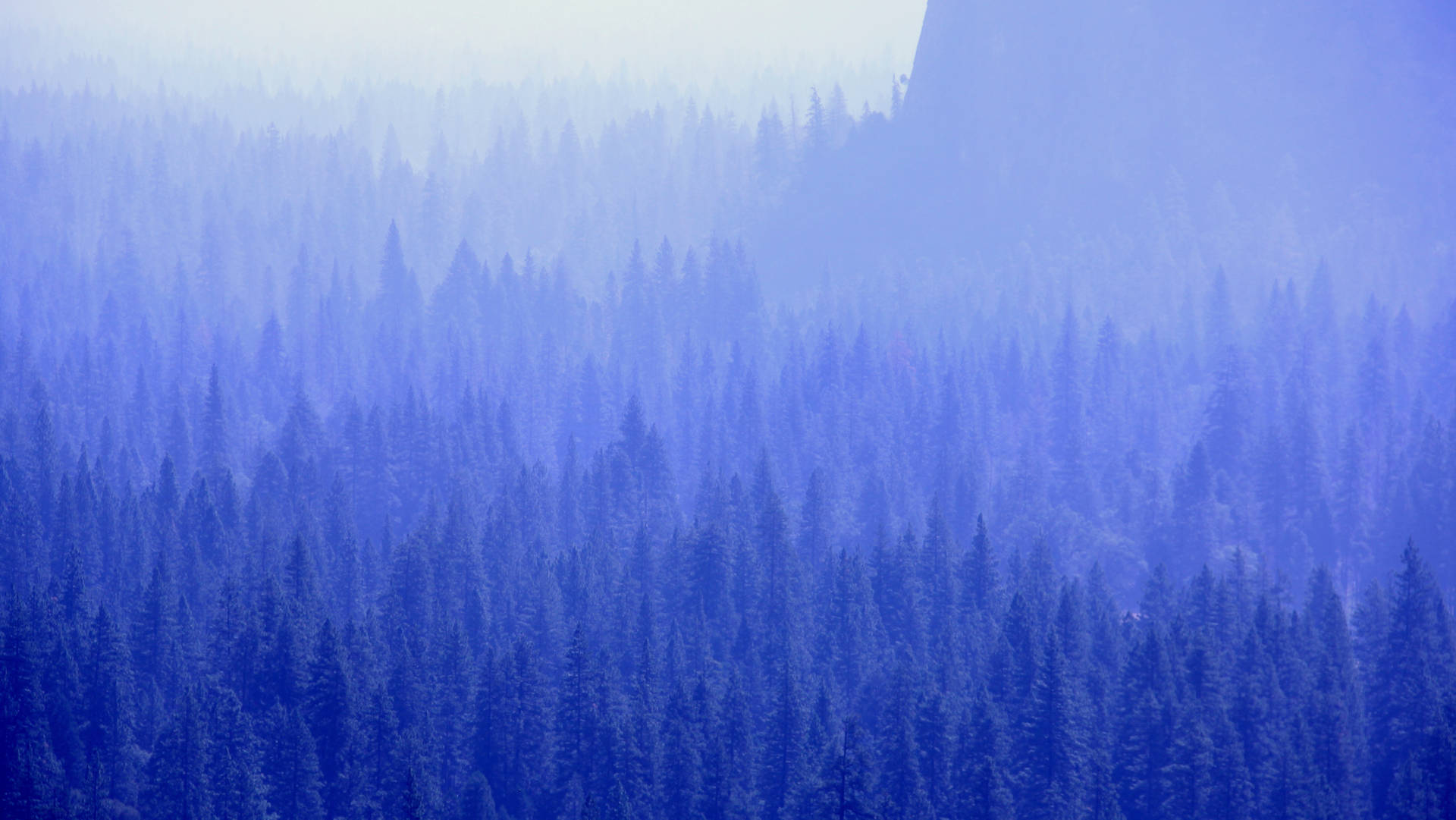 Forest Fog Cool Blå Wallpaper