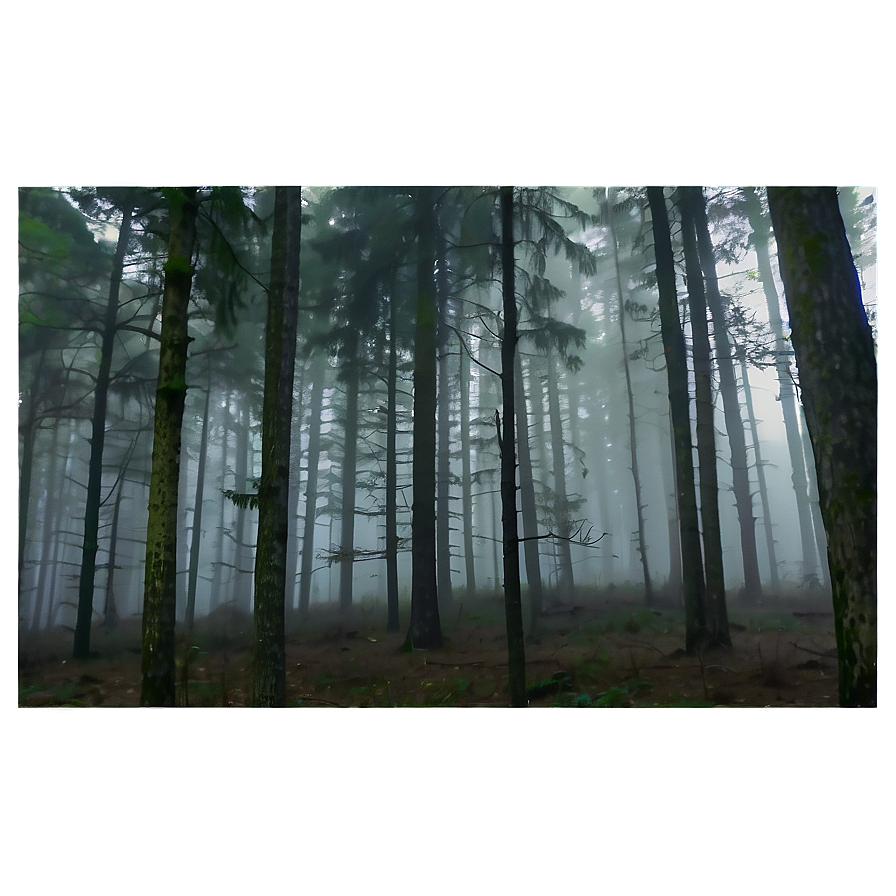 Forest Fog Transparent Png 97 PNG