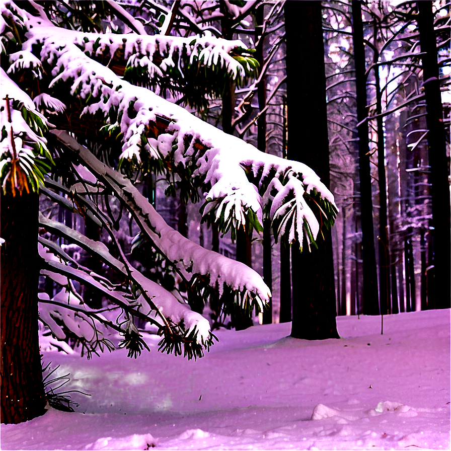 Download Forest Fresh Snowfall Png Oqe | Wallpapers.com