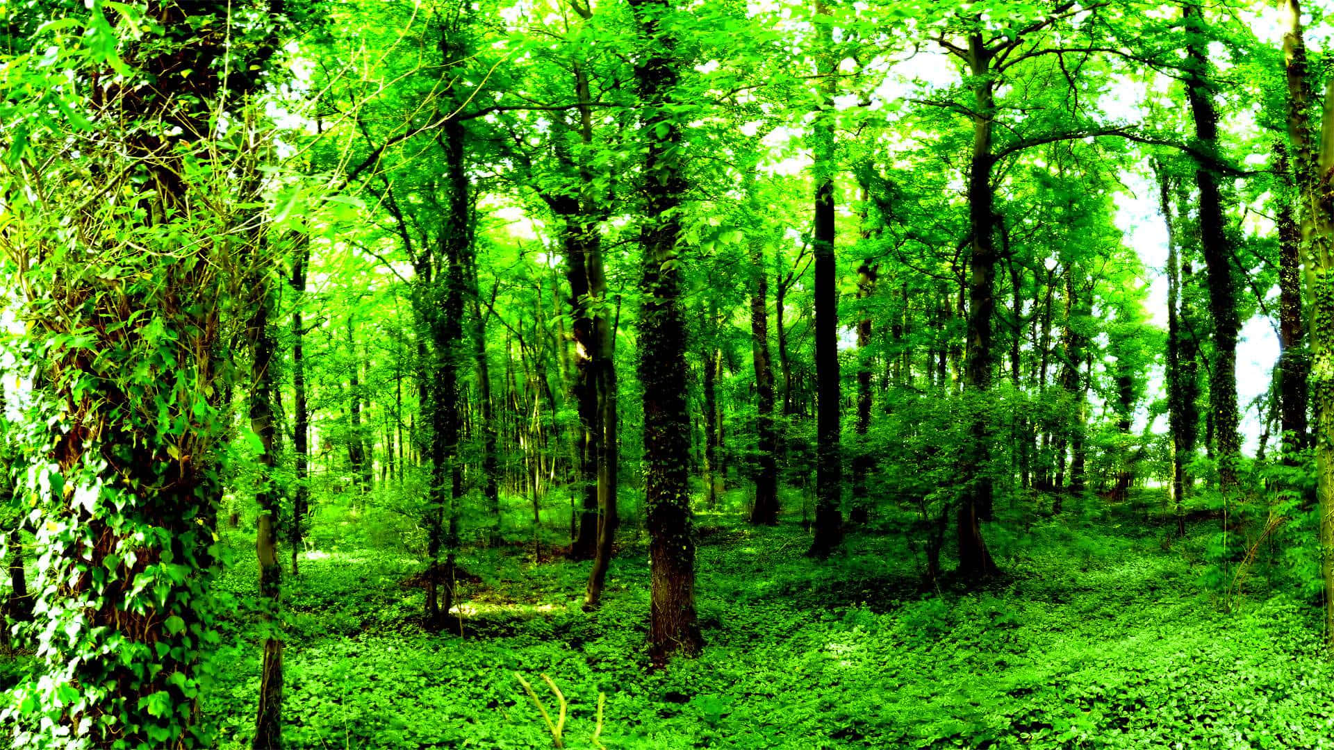 Nature At Its Finest: A peaceful and vibrant forest green landscape Wallpaper