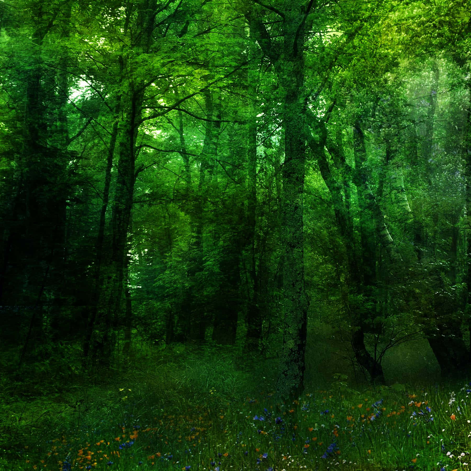 Unvibrante Y Hermoso Bosque De Plantas Verdes De Todas Las Formas Y Tamaños. Fondo de pantalla