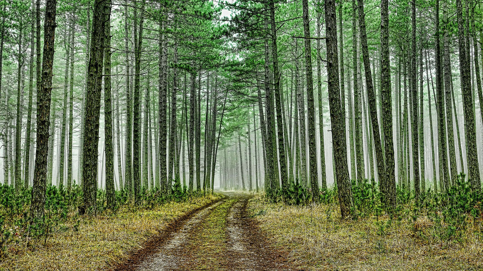 En rolig, stille skov omgivet af tåget grønt løv. Wallpaper