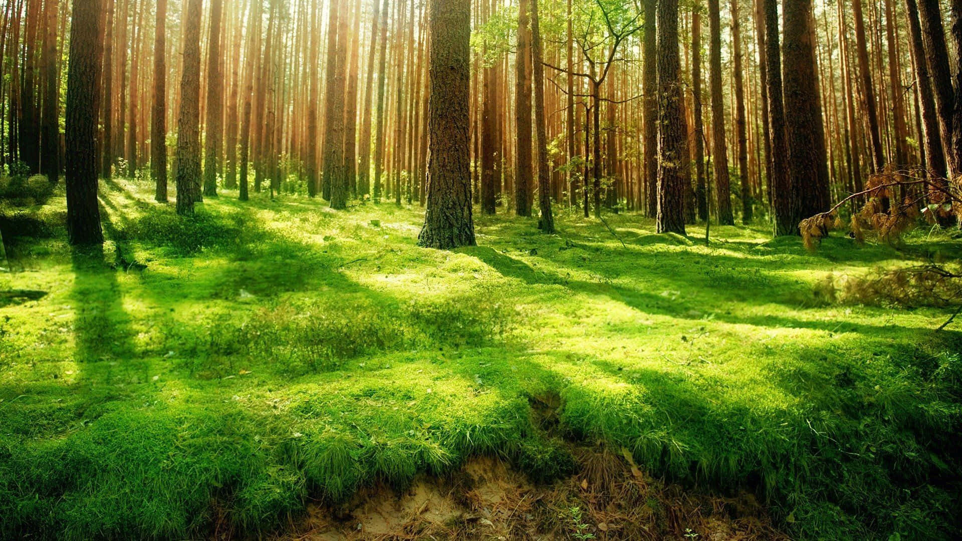 Descubrela Belleza De La Naturaleza En Bosque Verde. Fondo de pantalla
