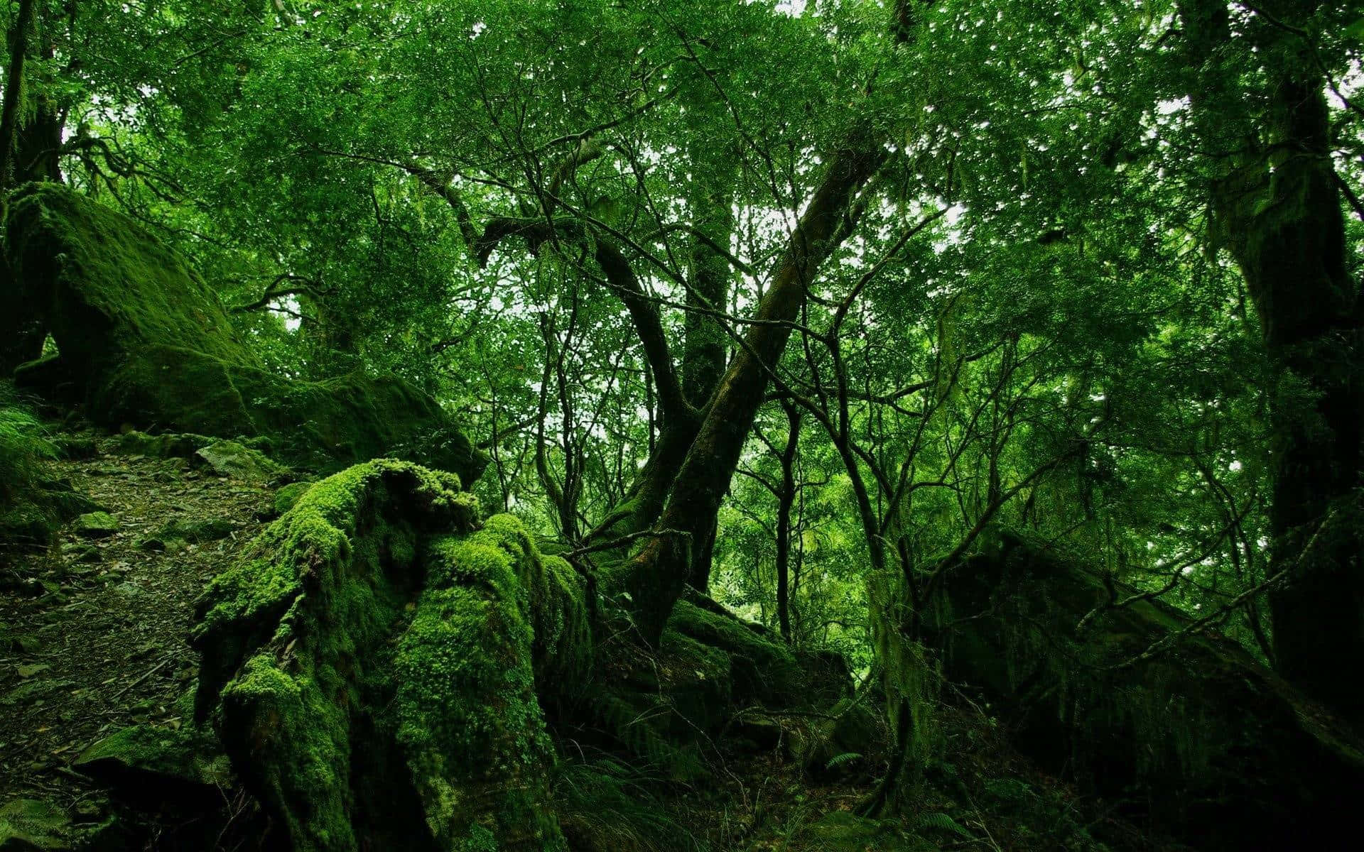 Et kig ind i den pragtfulde landskab af skovgrøn natur. Wallpaper