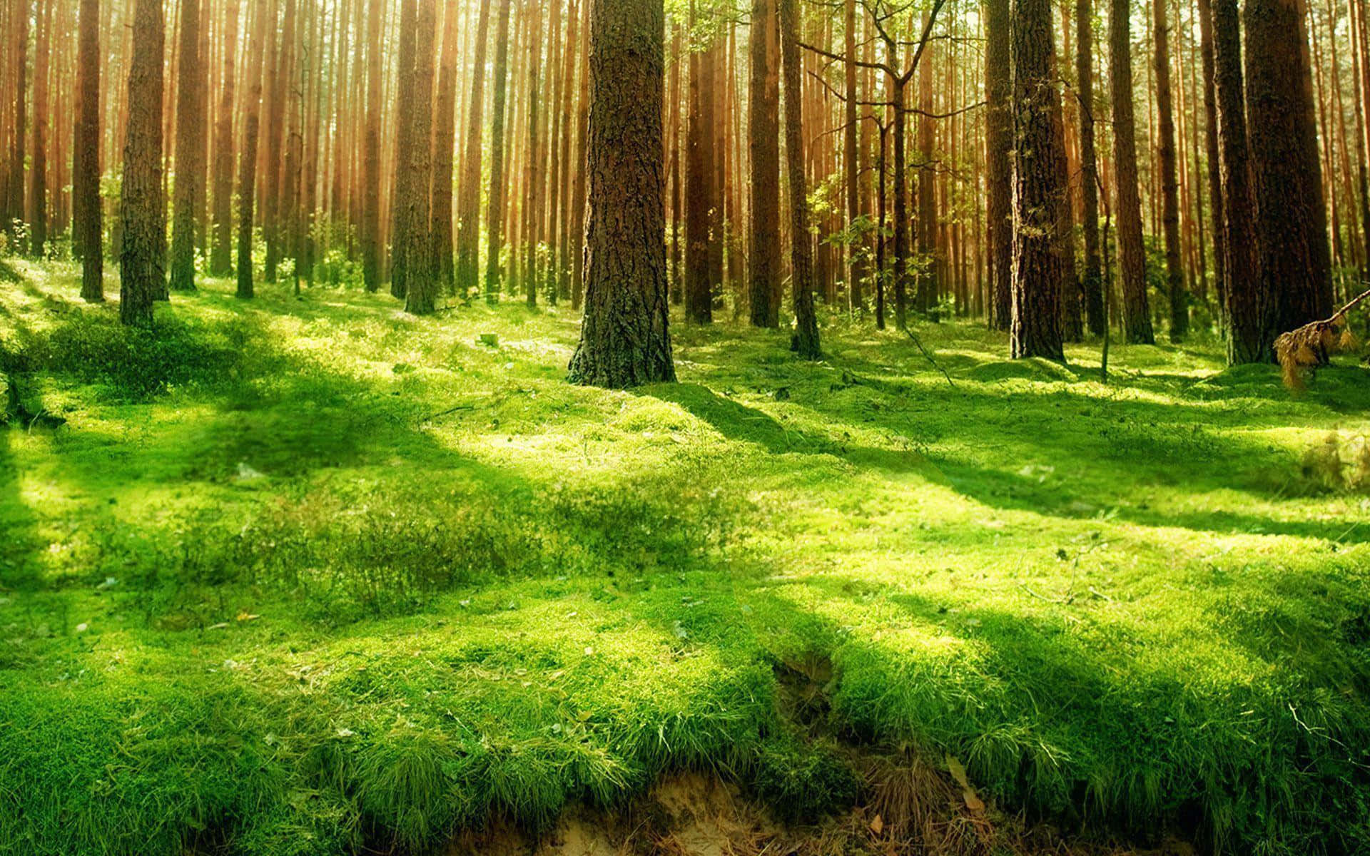 Ascores Brilhantes E Vibrantes Do Verde Floresta. Papel de Parede