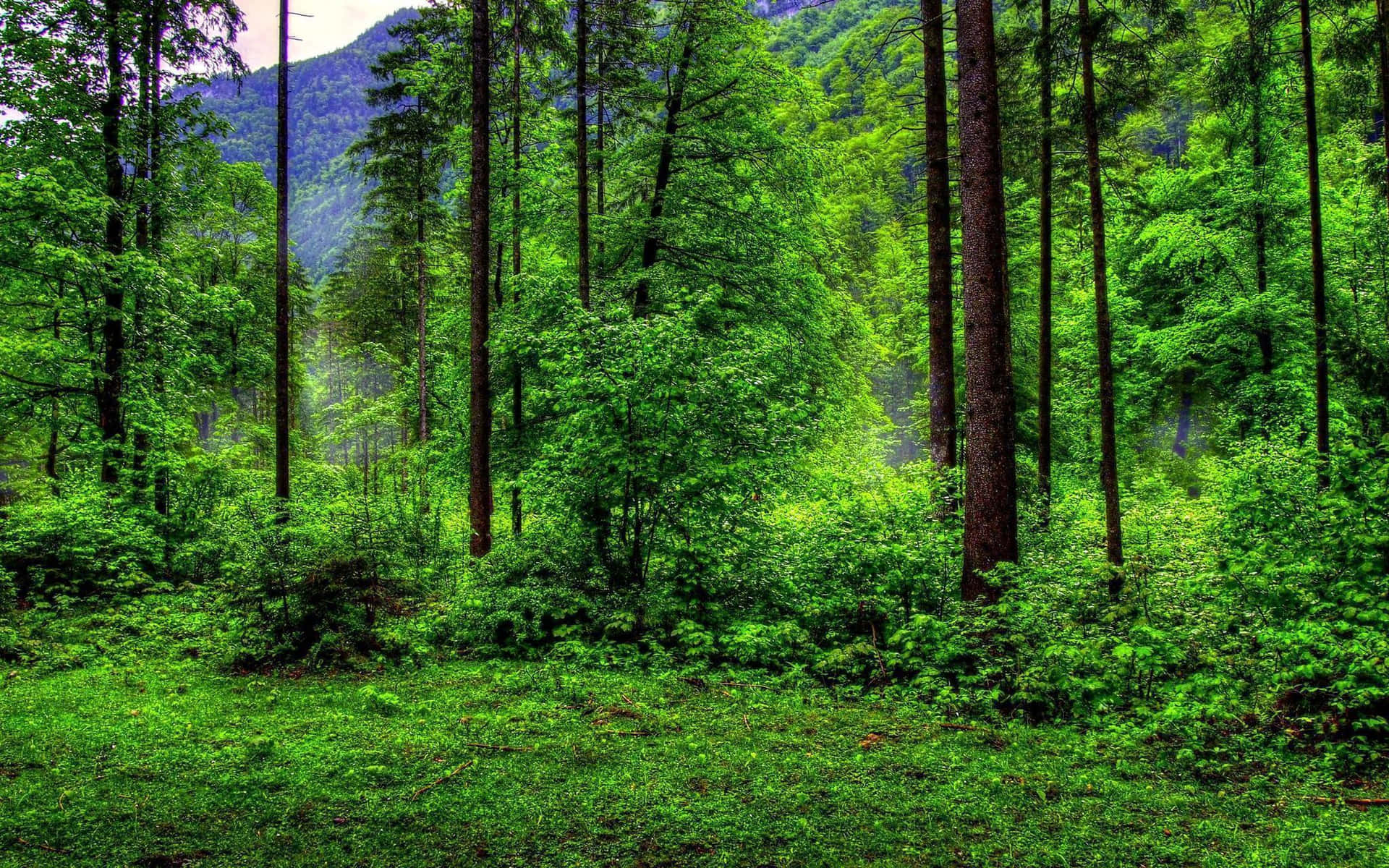 Disfrutade La Exuberancia Del Verde Del Bosque. Fondo de pantalla