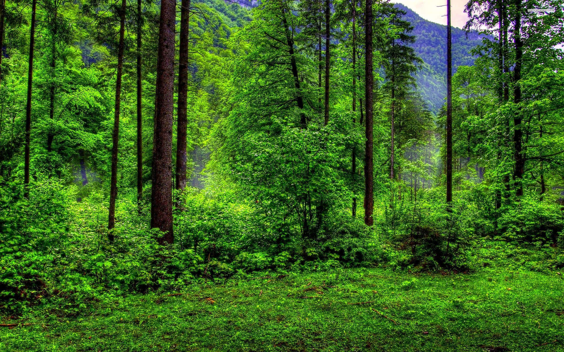 Andlösgrön Skogsscen. Wallpaper