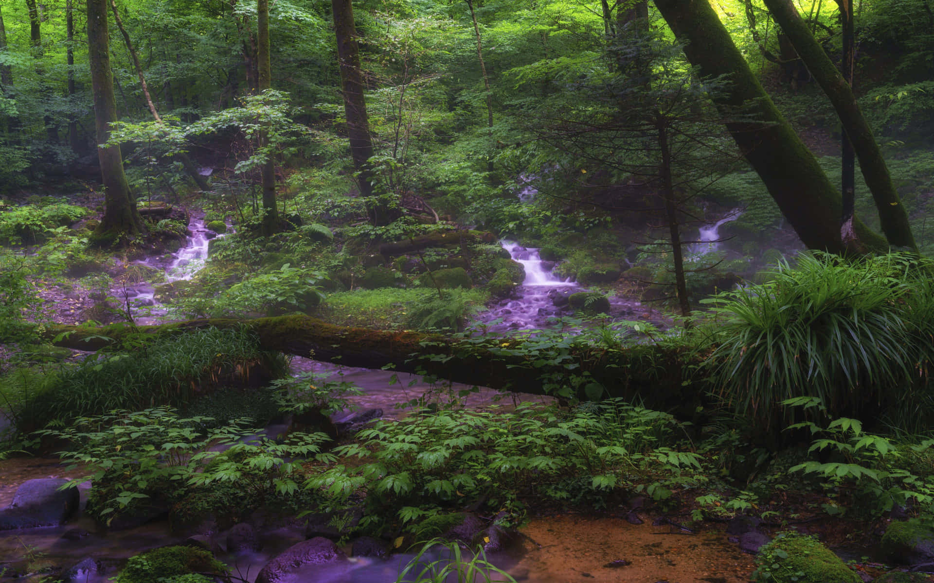 Eineüppige Waldlandschaft In Sattem Waldgrün Wallpaper