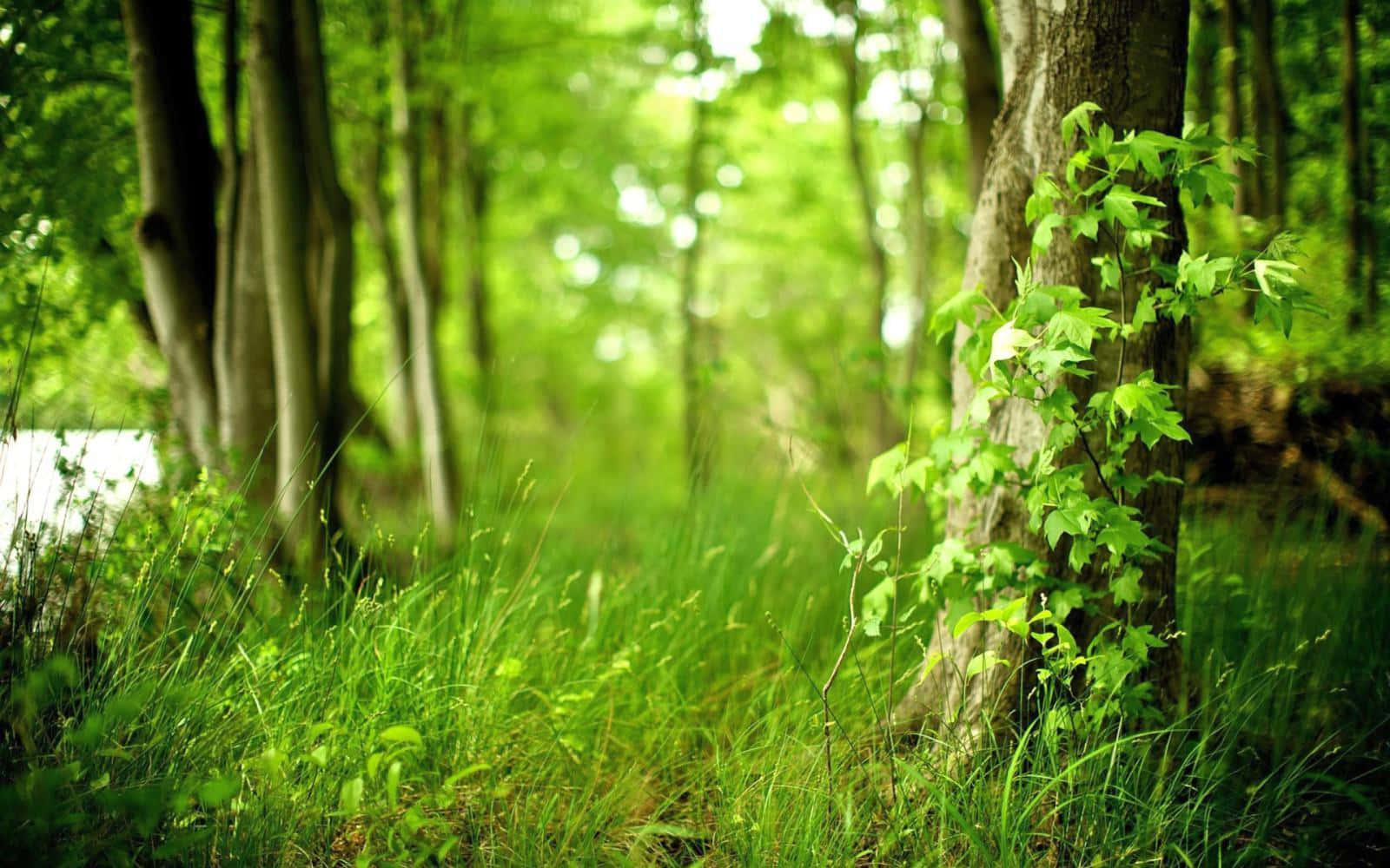A calm and serene forest in warm and calming green shades Wallpaper