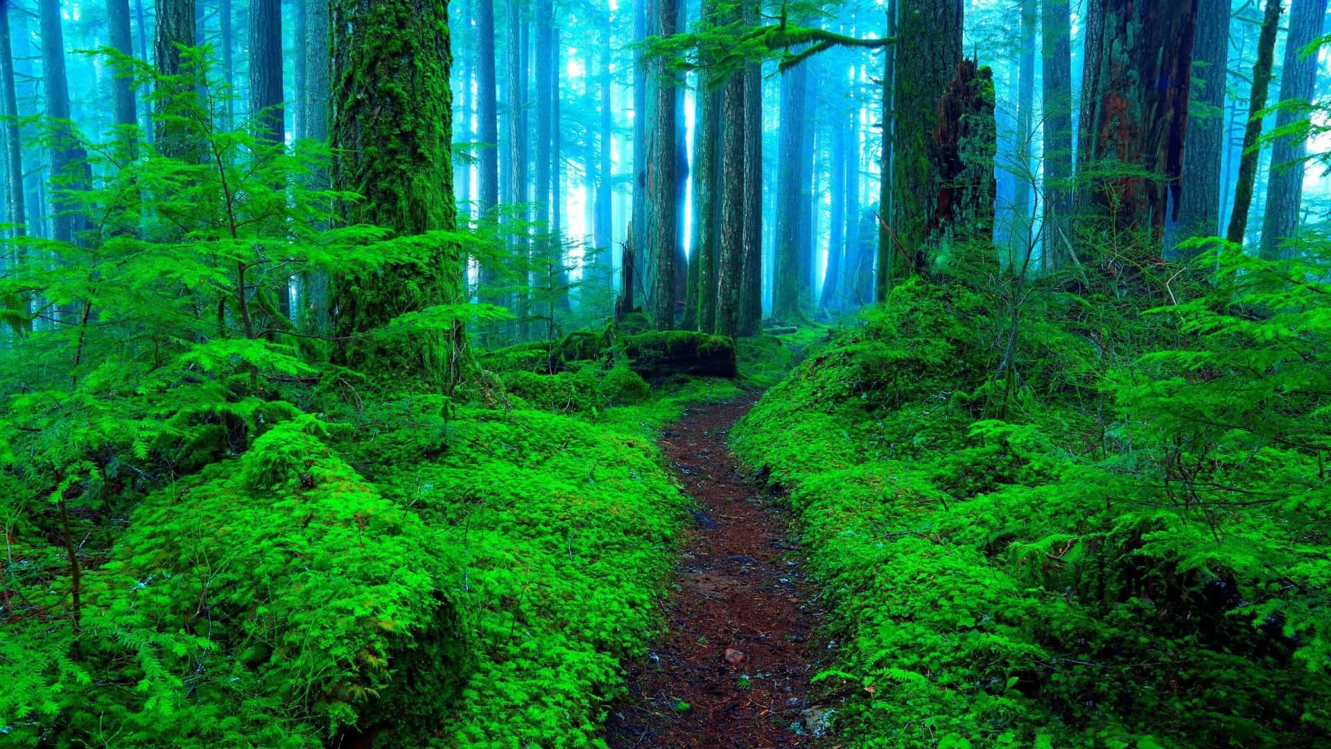 Unaescena De Belleza Natural: Verde Bosque Fondo de pantalla