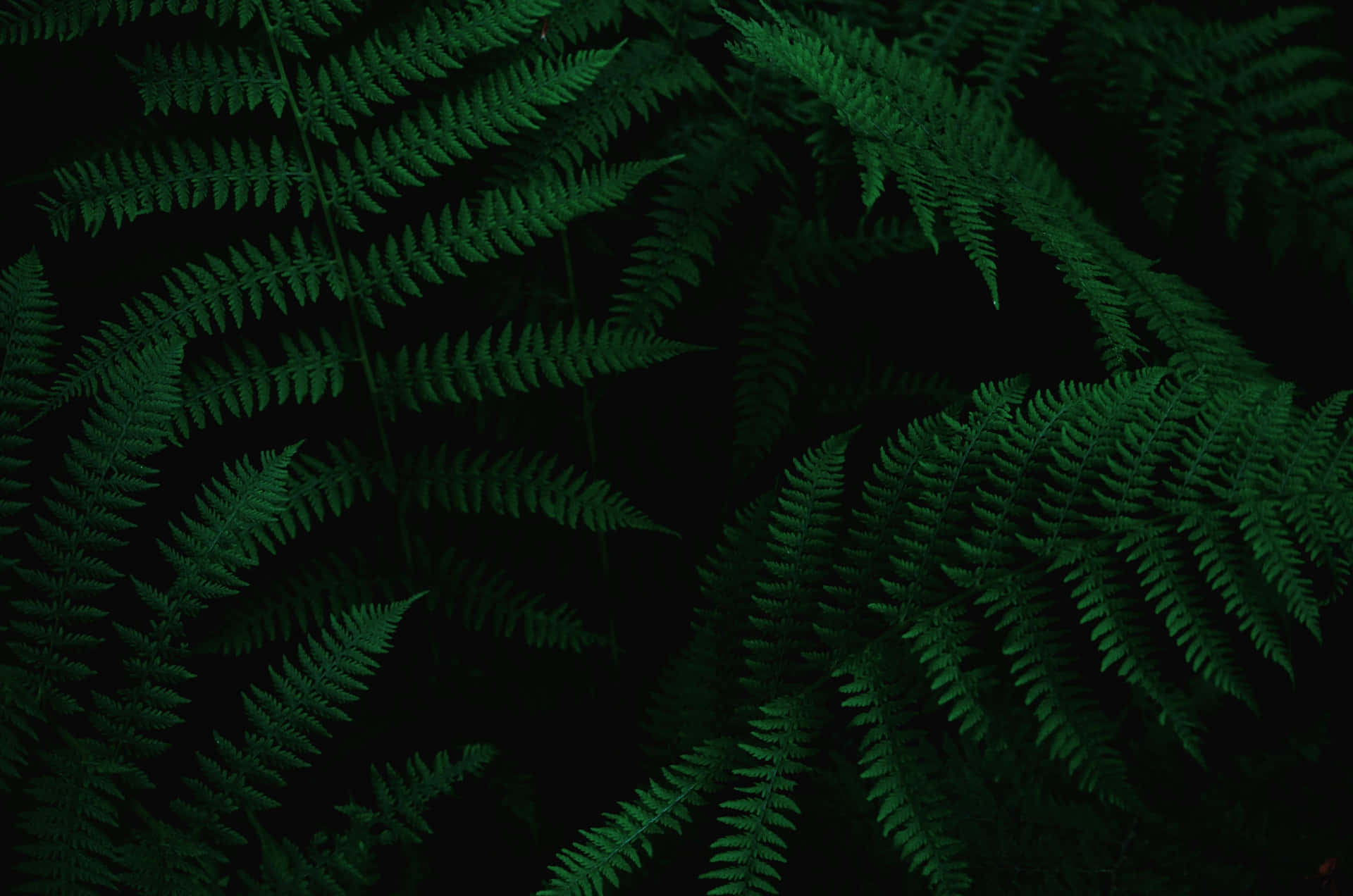 Skovgrøntbaggrundsbillede