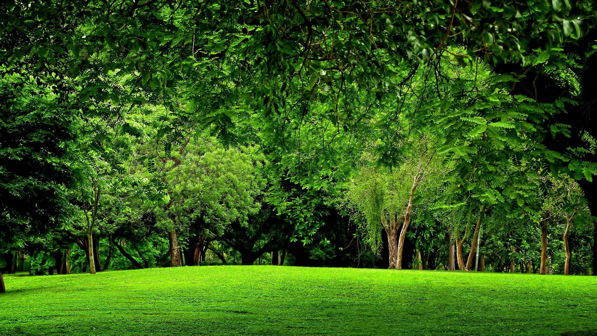 Fondode Pantalla Verde Bosque