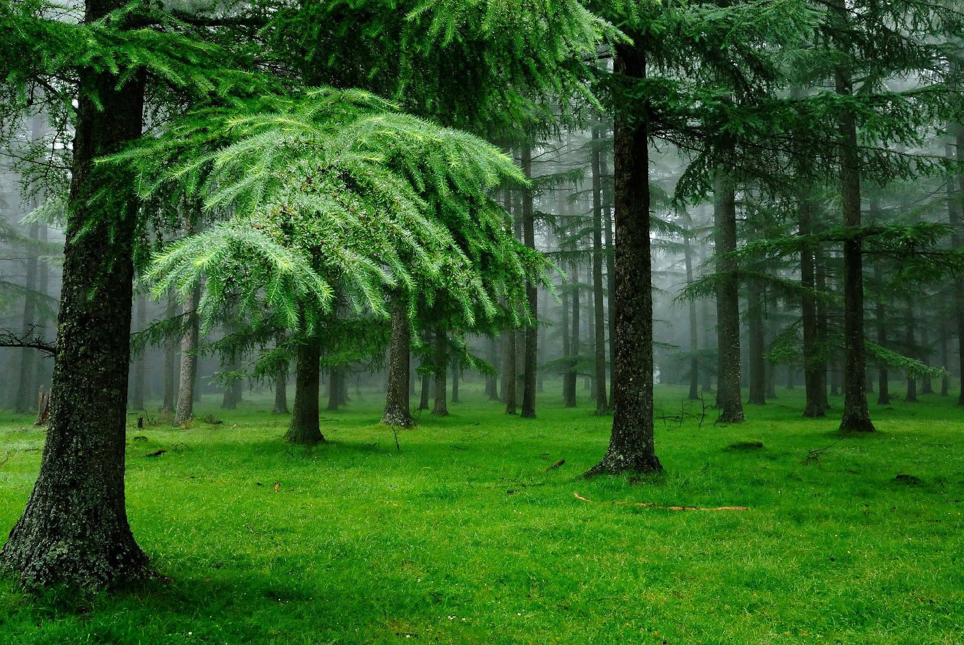 Waldgrünerhintergrund